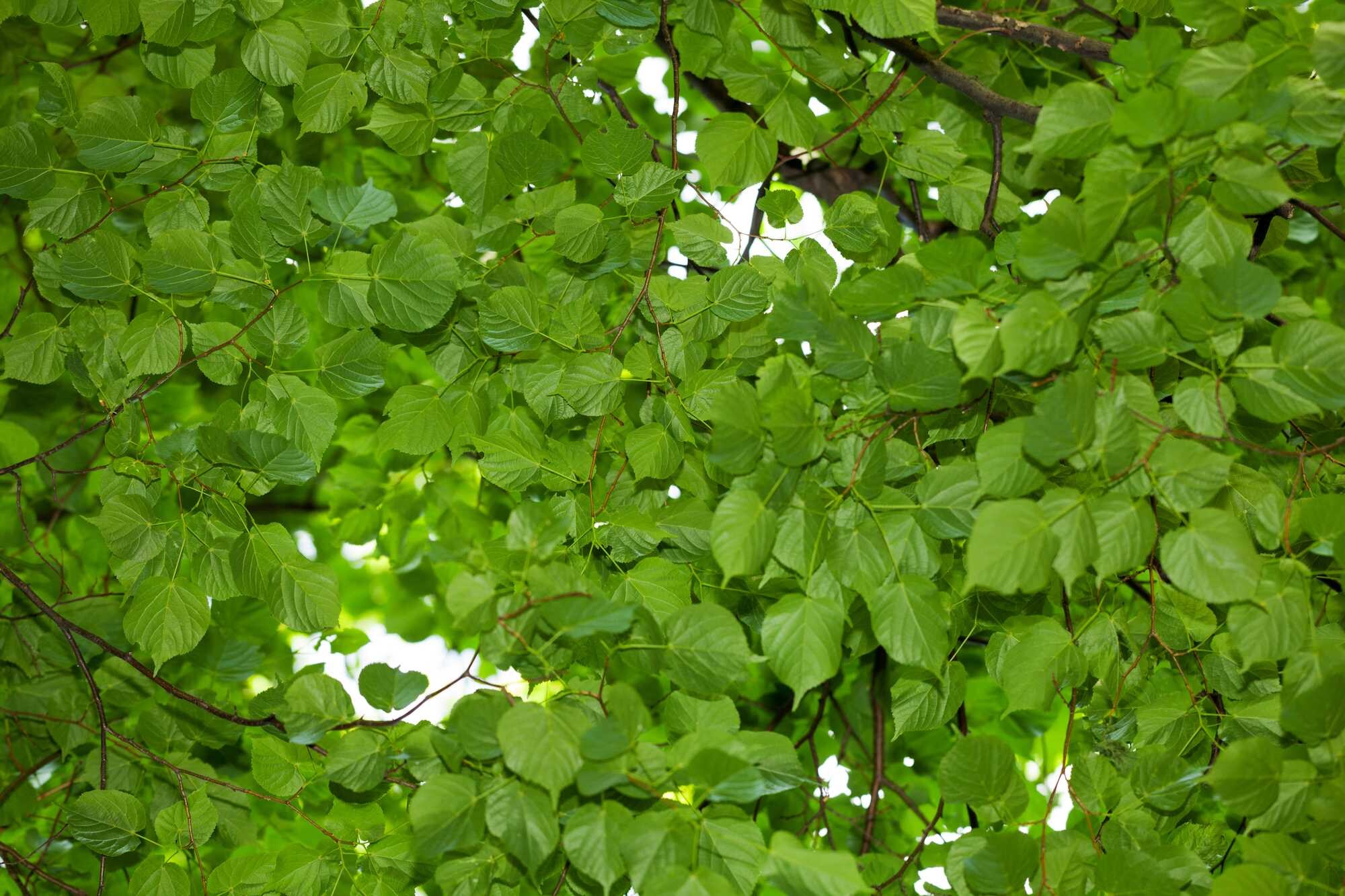 beeld vtwonen Shutterstock / Anest