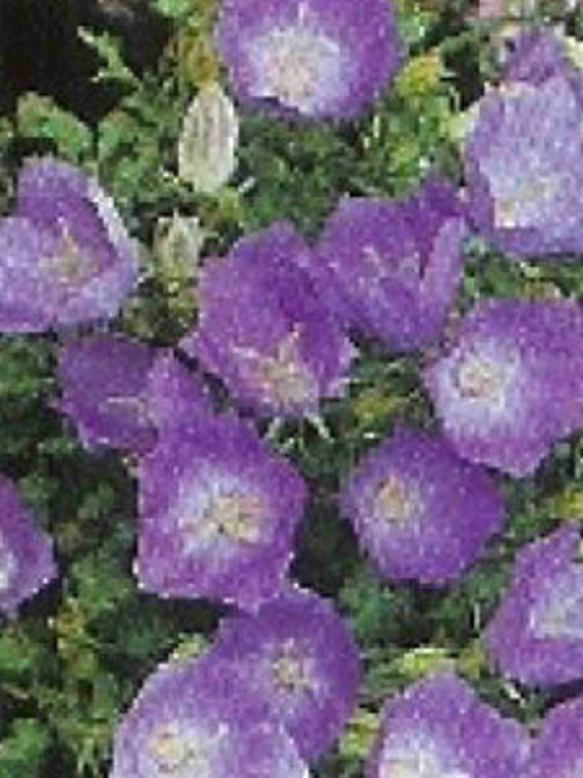 karpatenklokje blaue clips