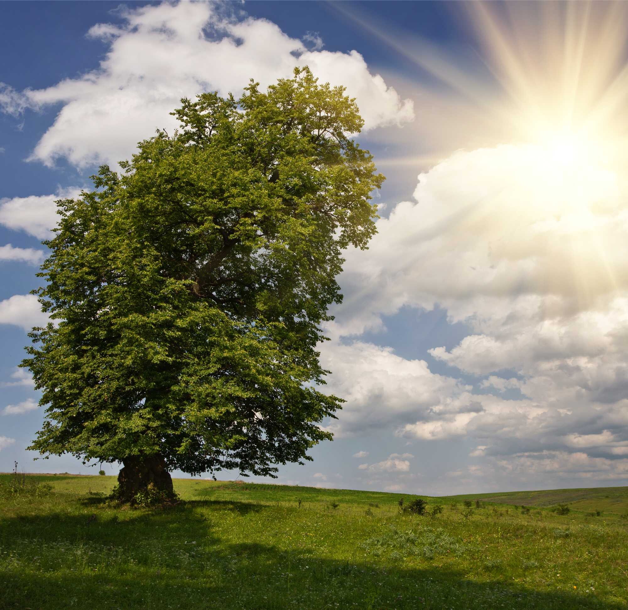 beeld vtwonen Shutterstock / Volodymyr Martyniuk