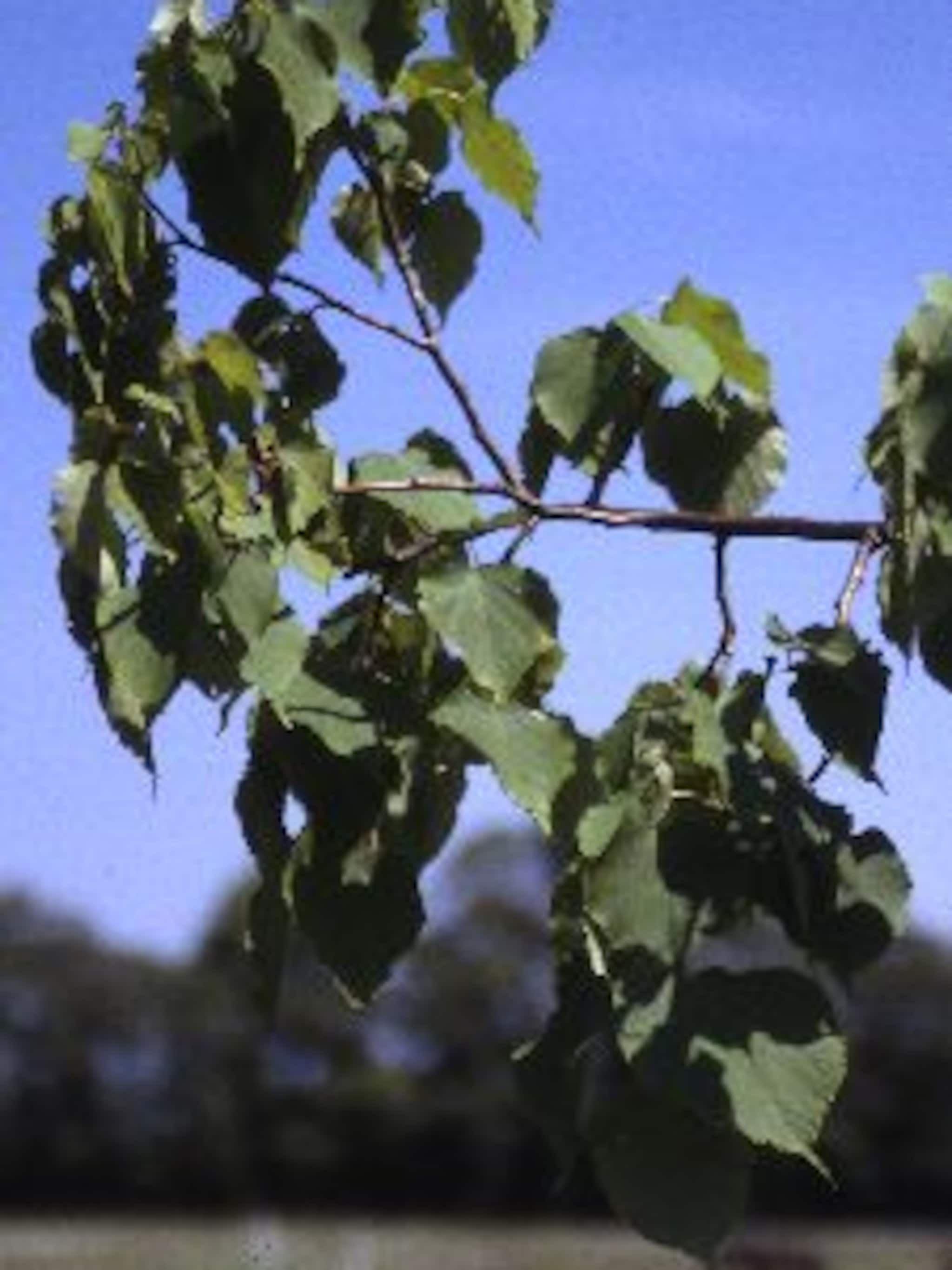 kleinbladige linde greenspire