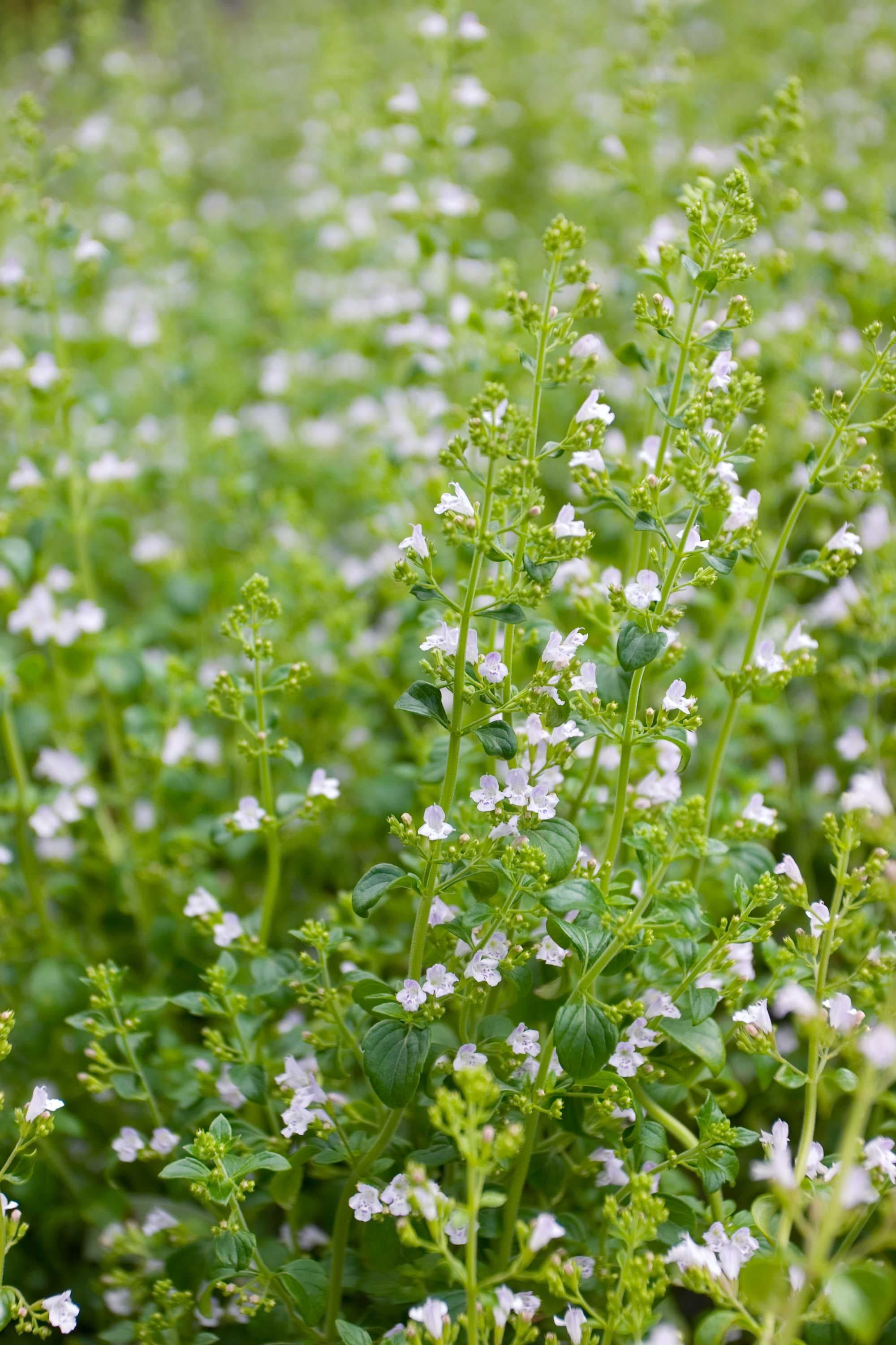 beeld vtwonen Shutterstock / Mikael Hjerpe