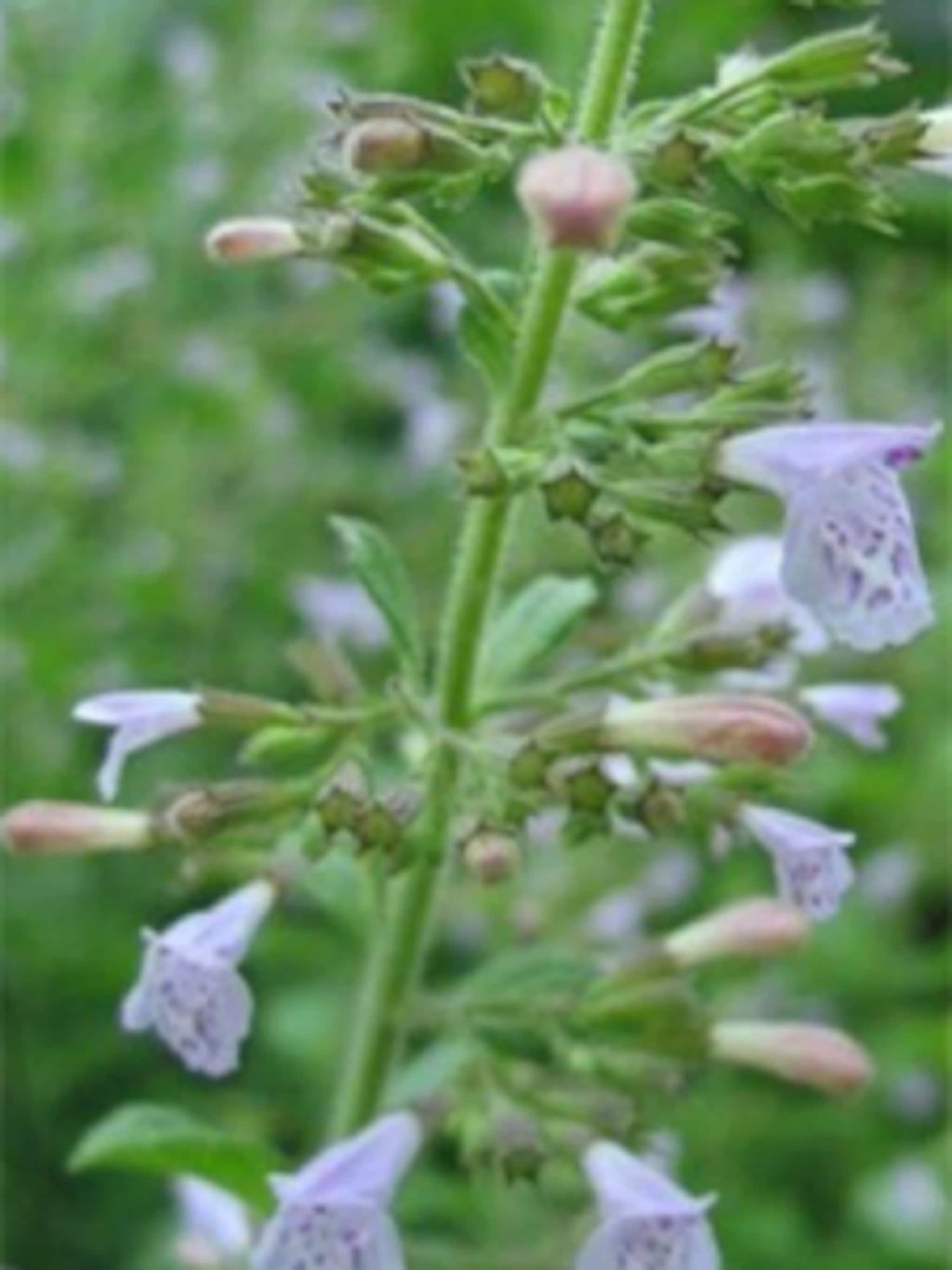 steentijm nepeta