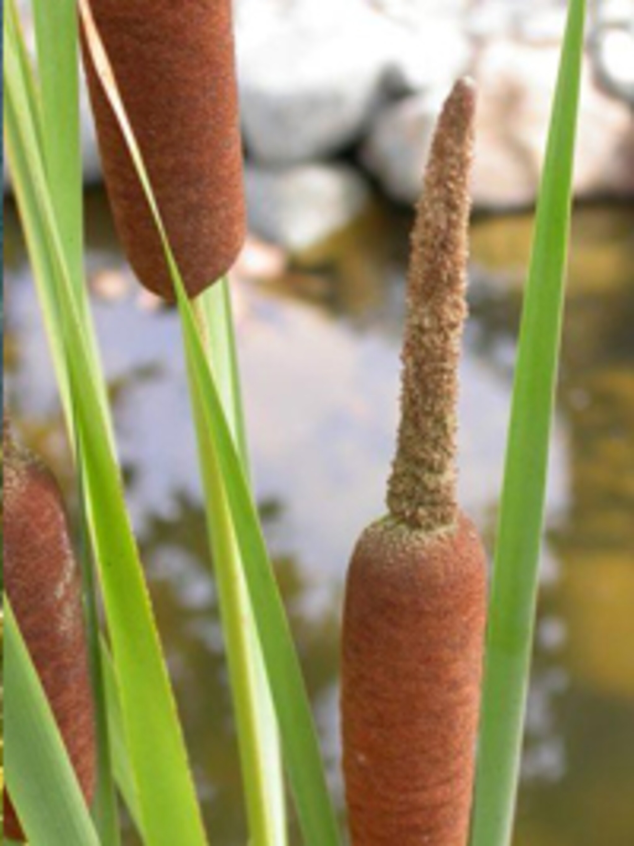 kleine lisdodde typha angustifolia