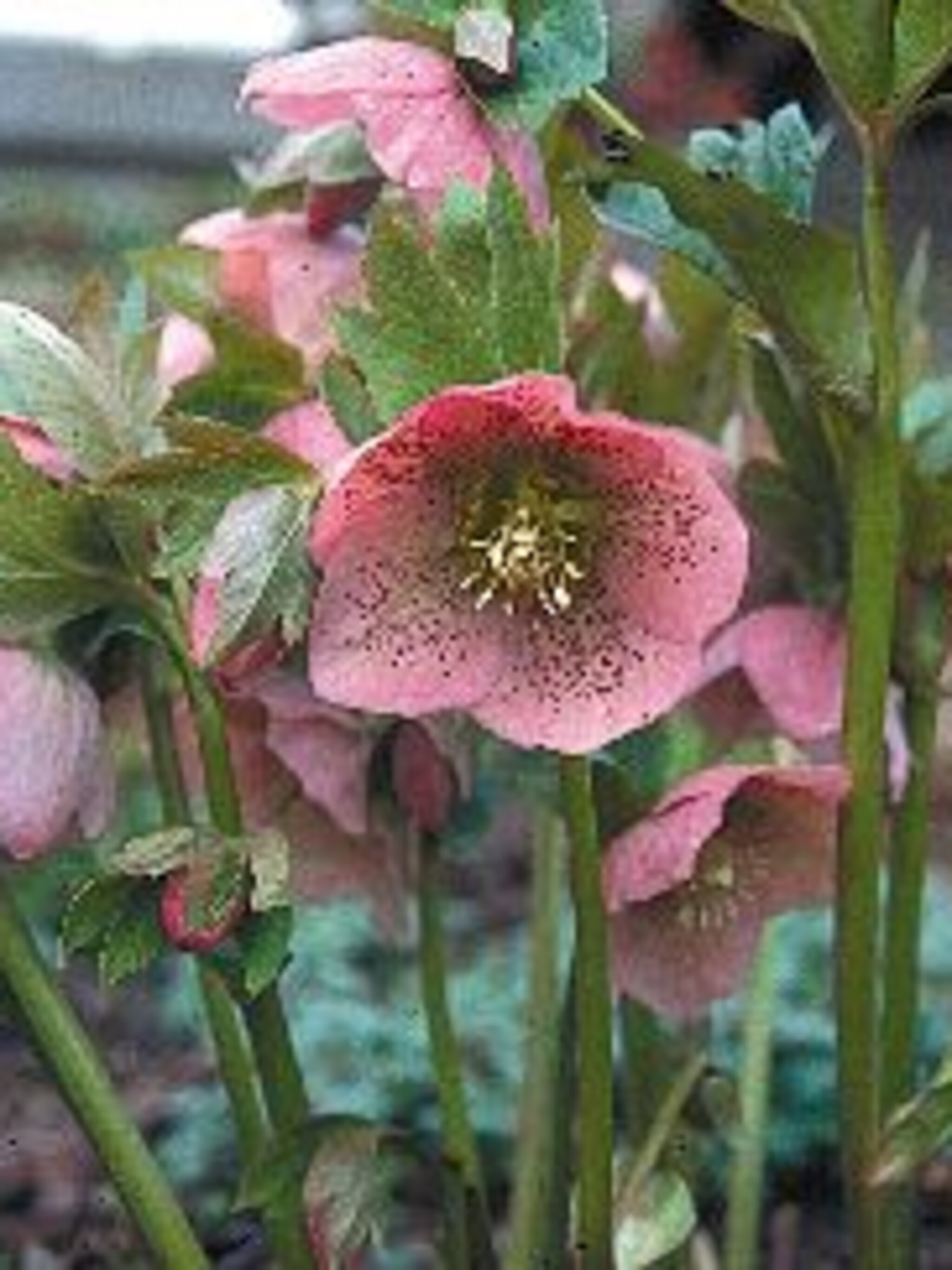 kerstroos purpurascens