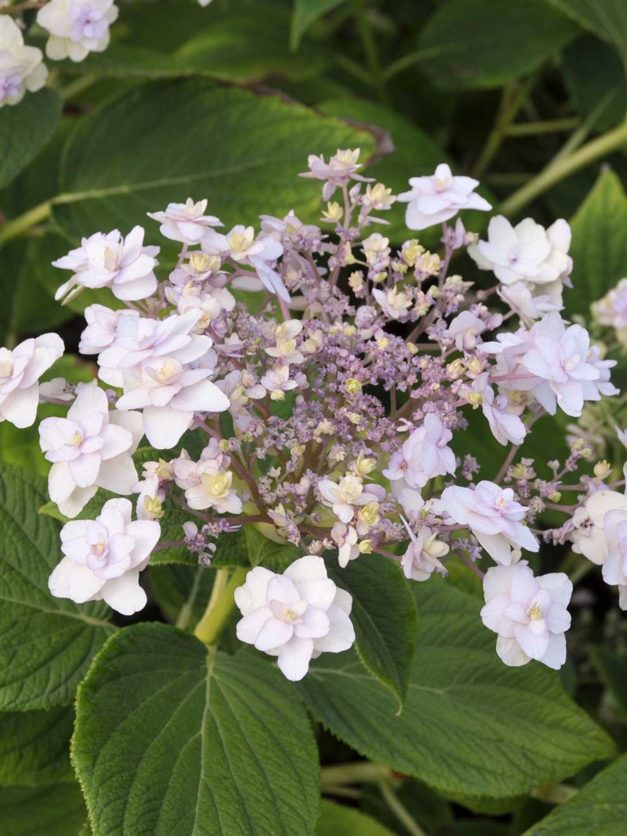 klimhortensia hydrangea involucrata