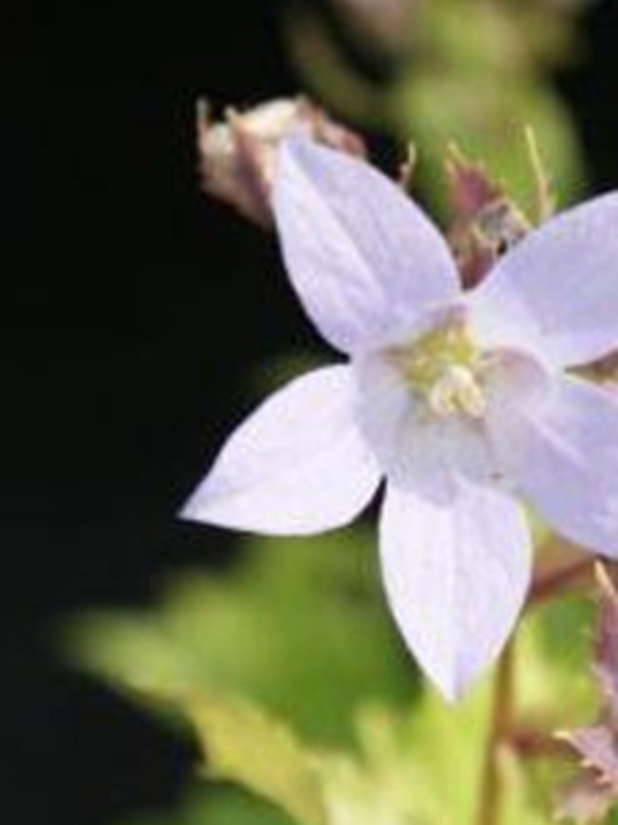 klokjesbloem