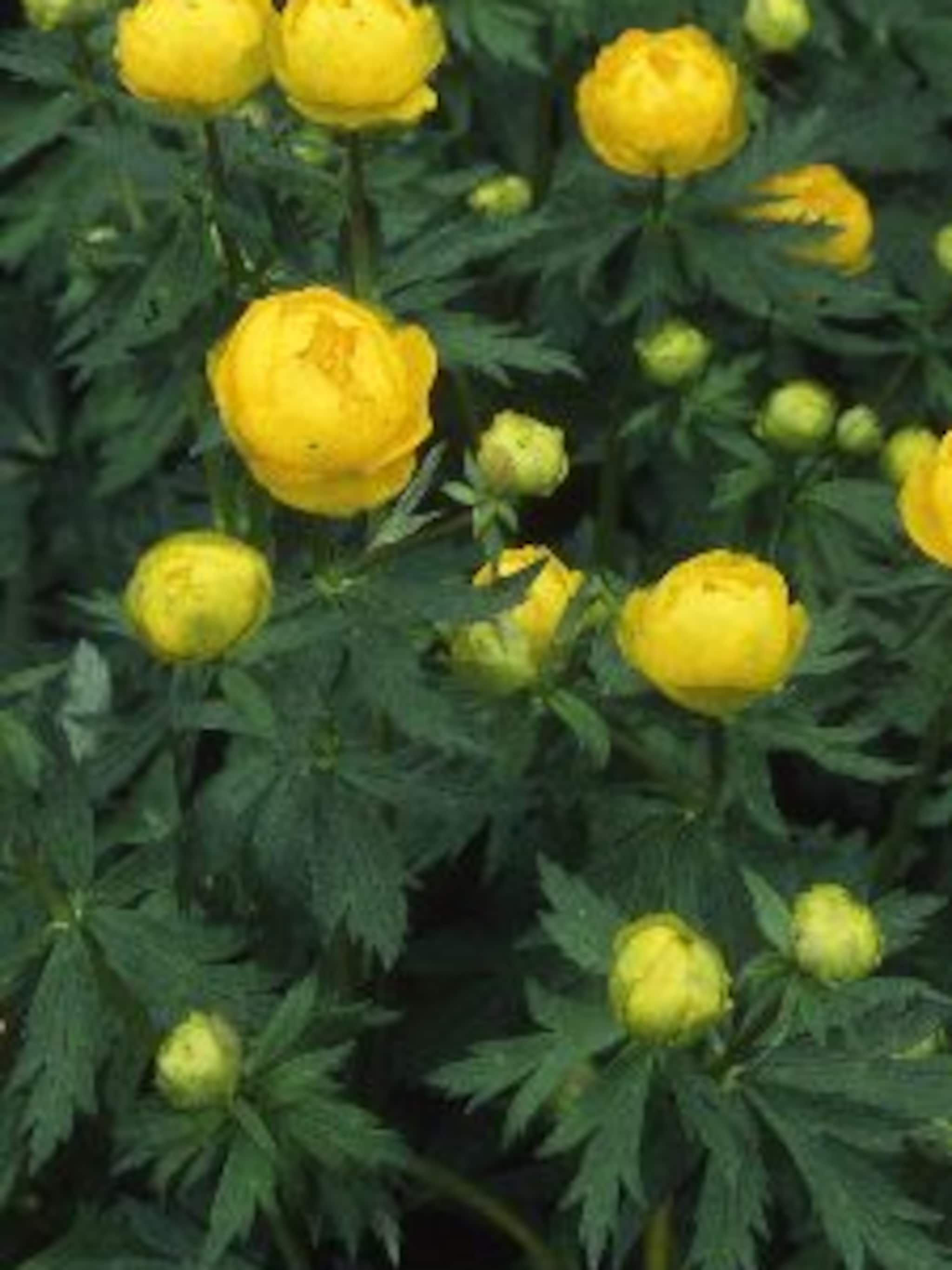 kogelboterbloem orange princess