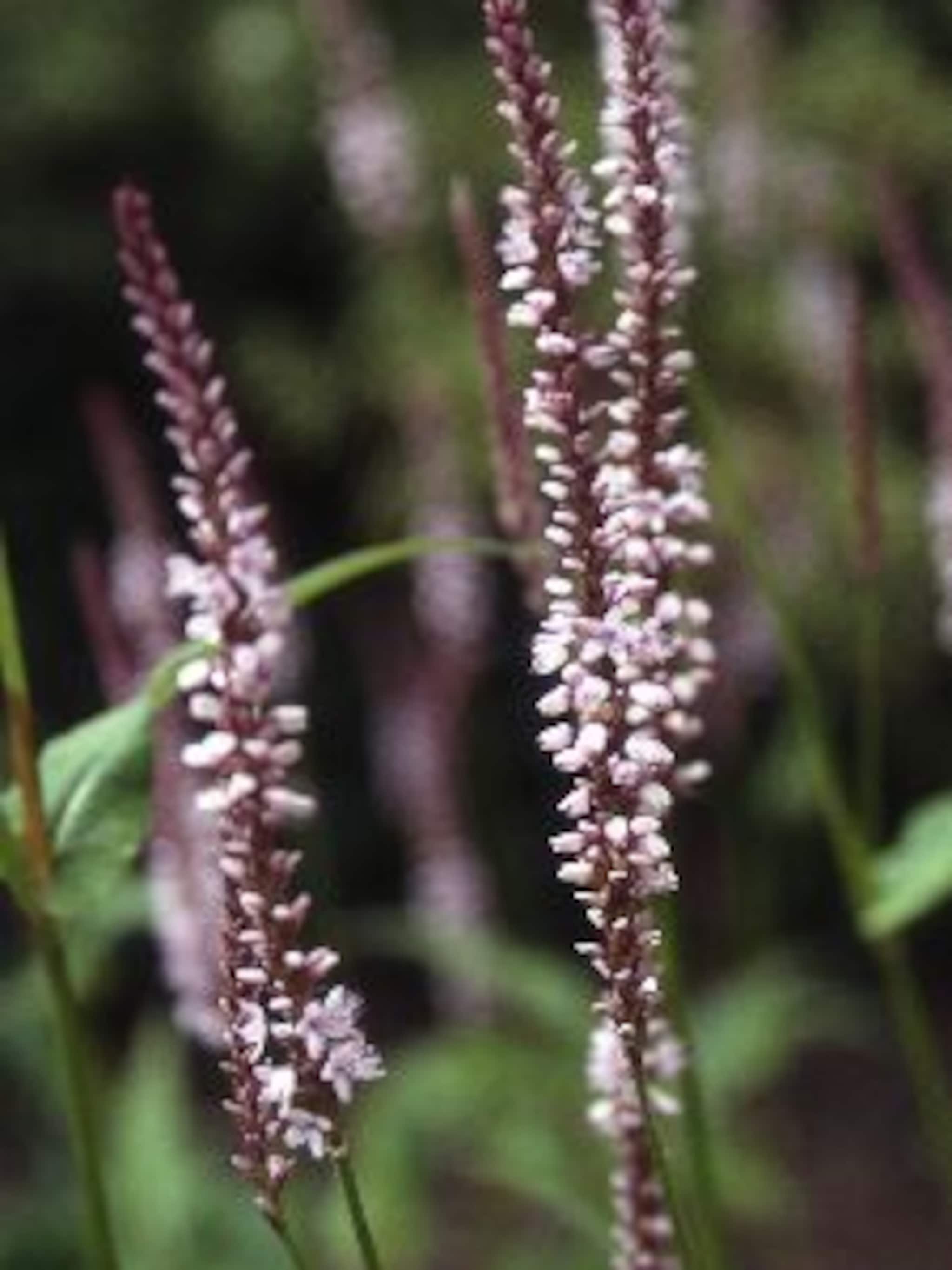 duizendknoop rosea