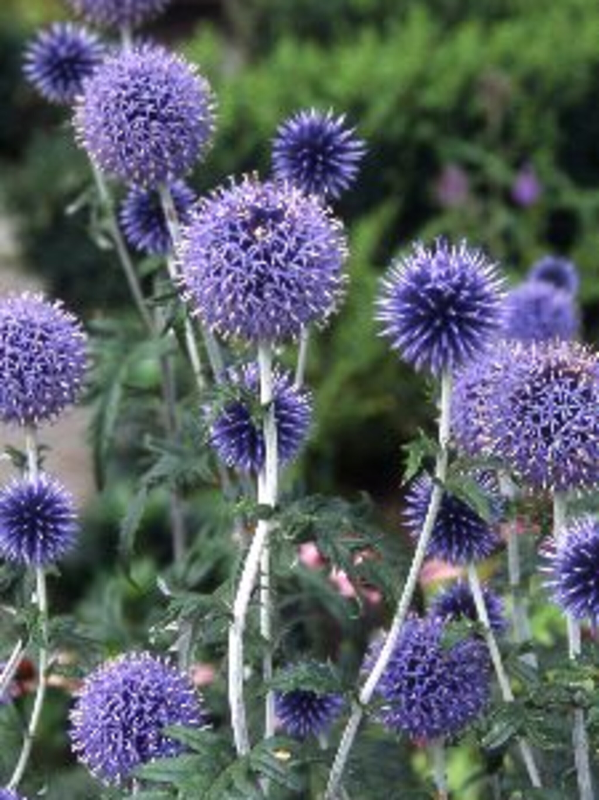 kogeldistel echinops ritro