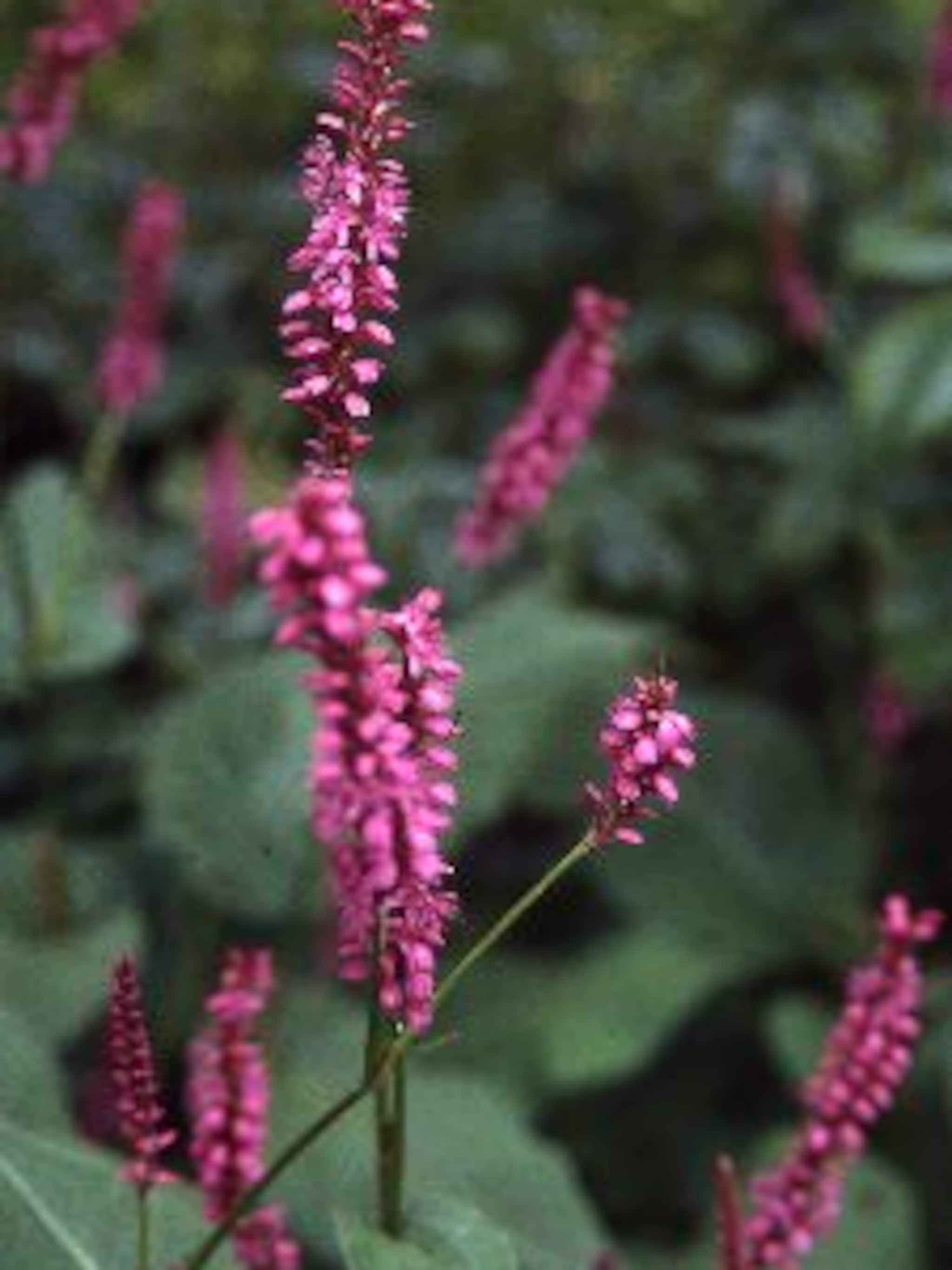 duizendknoop speciosa