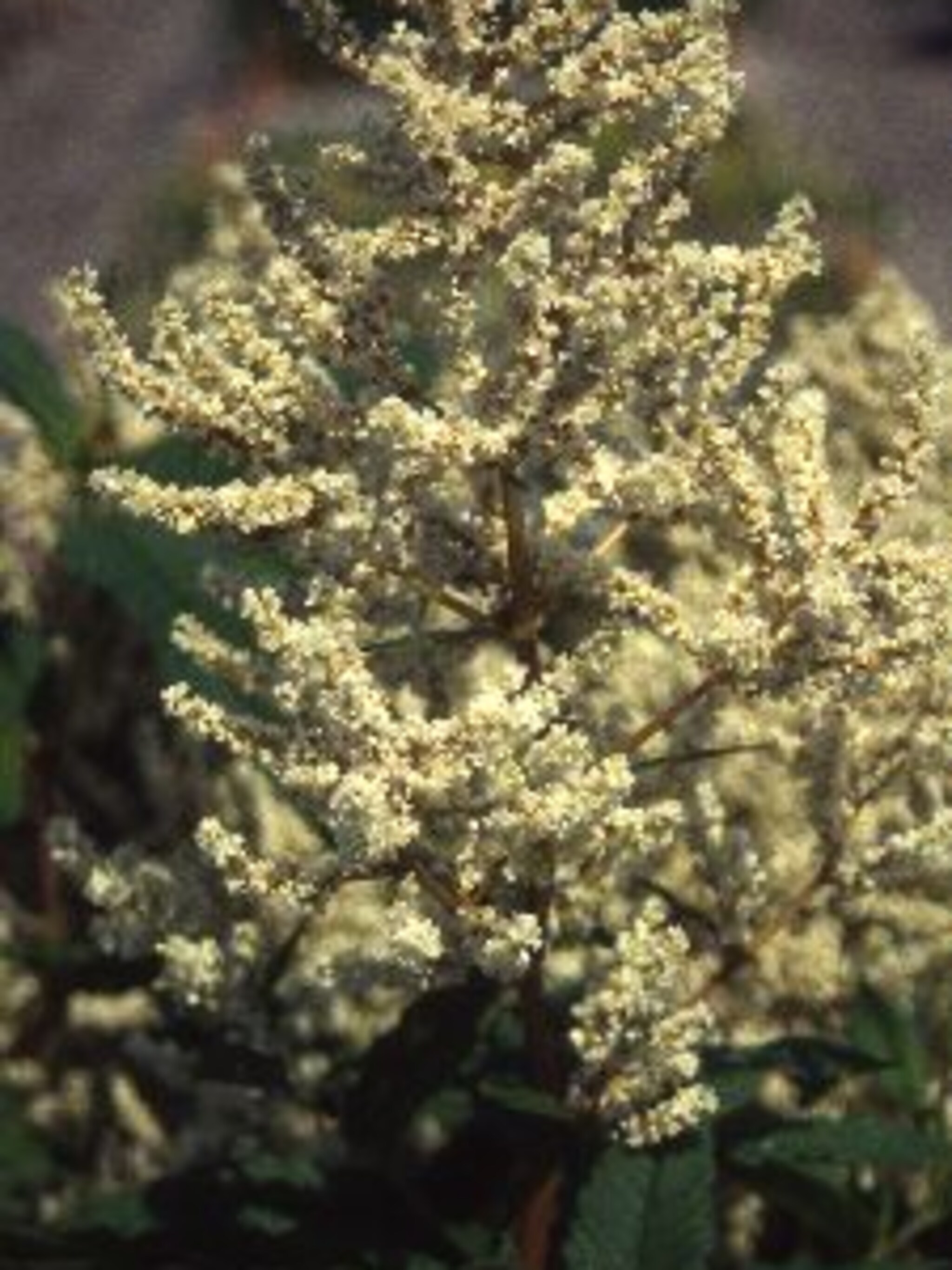 duizendknoop polymorpha