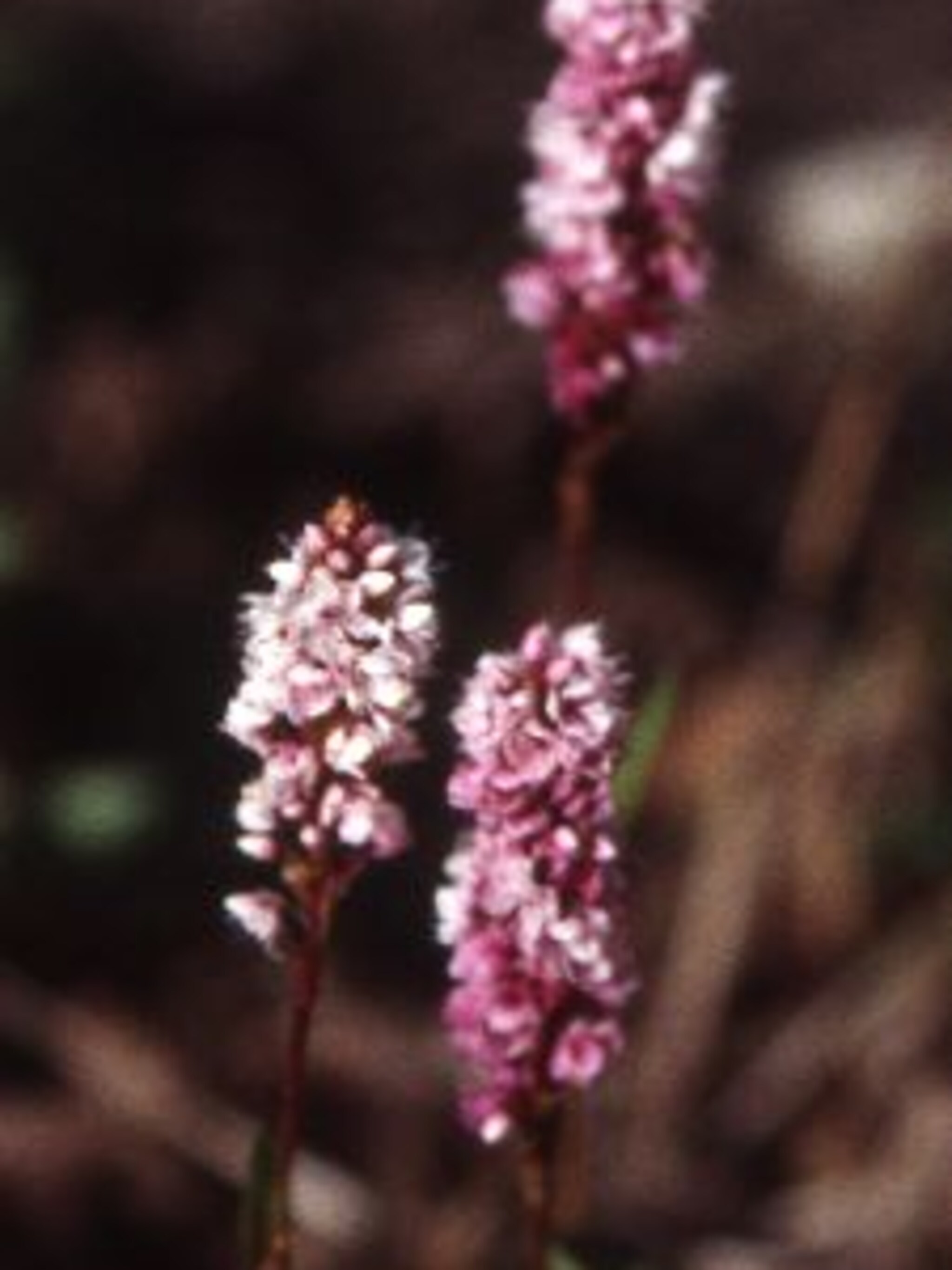 duizendknoop persicaria affinis