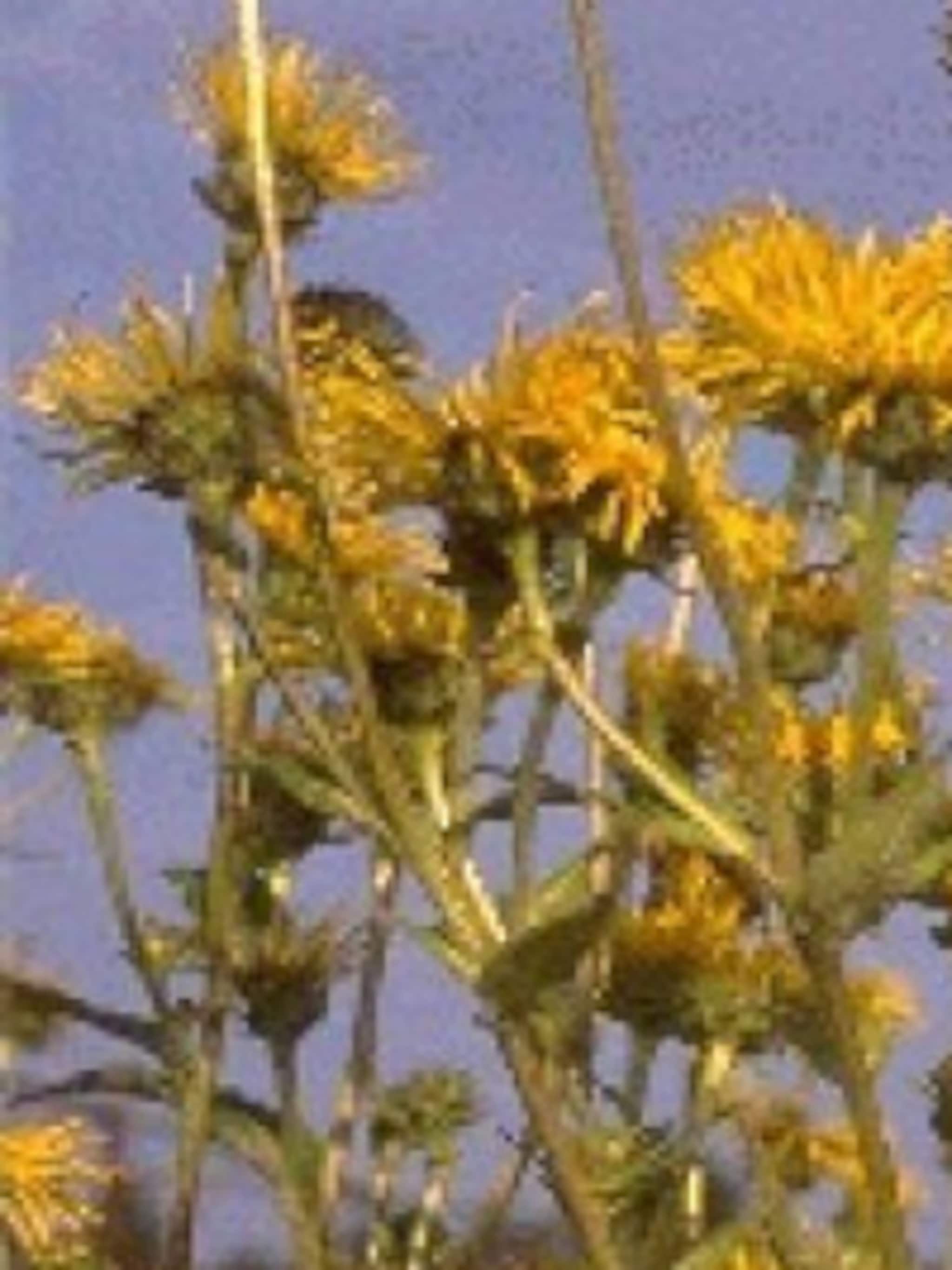 koeienoog