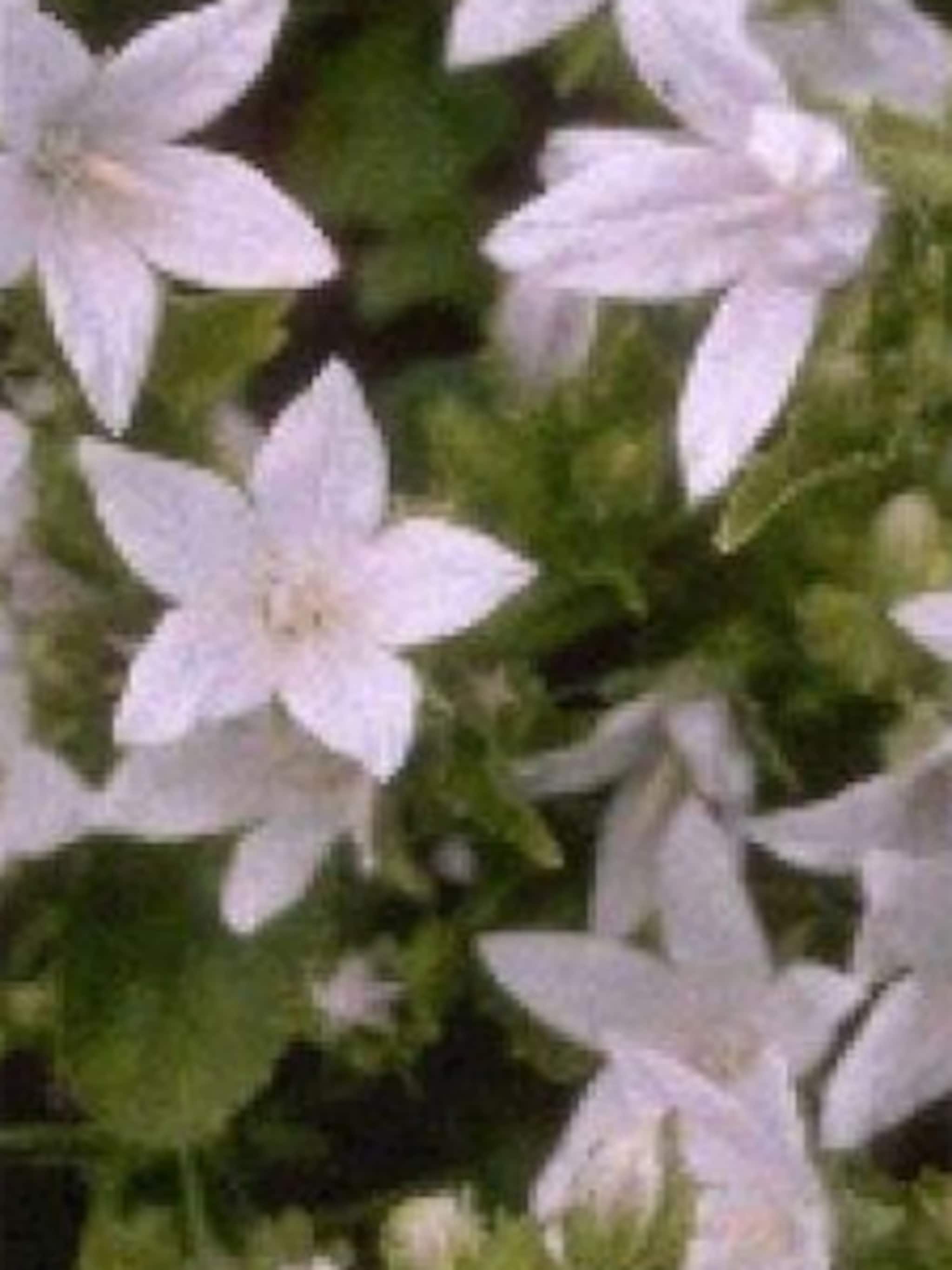 kruipende klokjesbloem