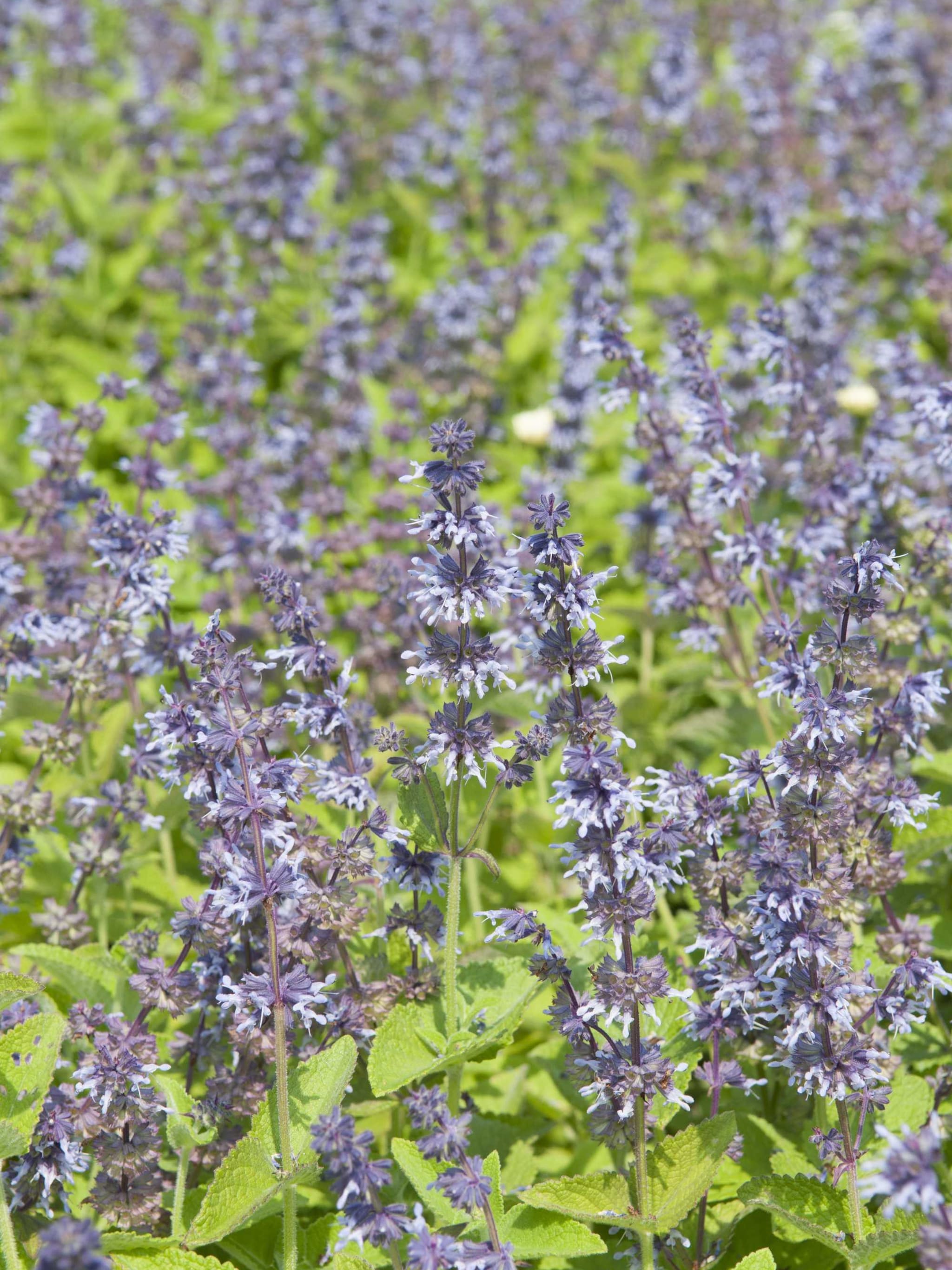 kranssalie verticillata