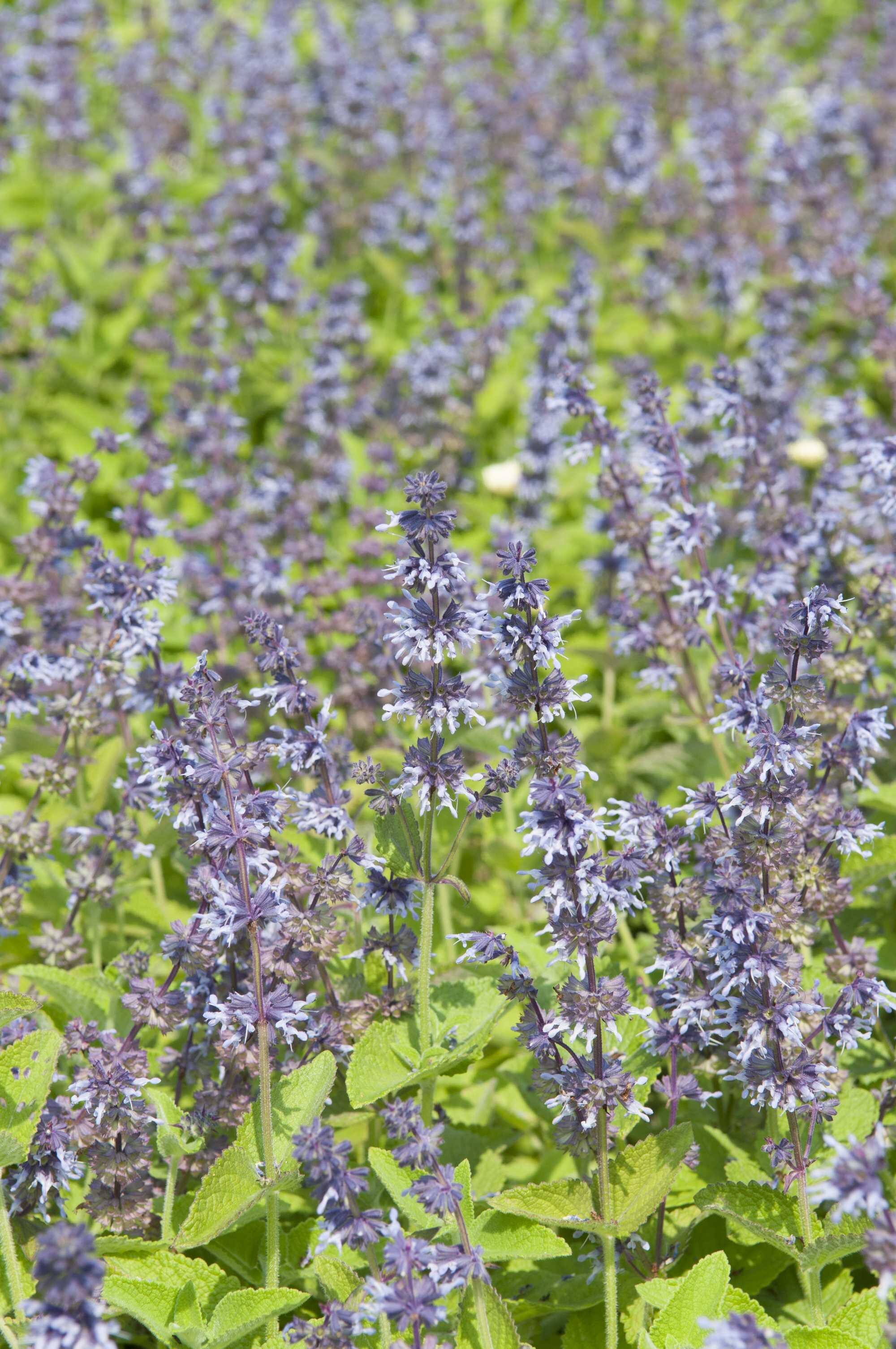 beeld vtwonen Shutterstock / InfoFlowersPlants
