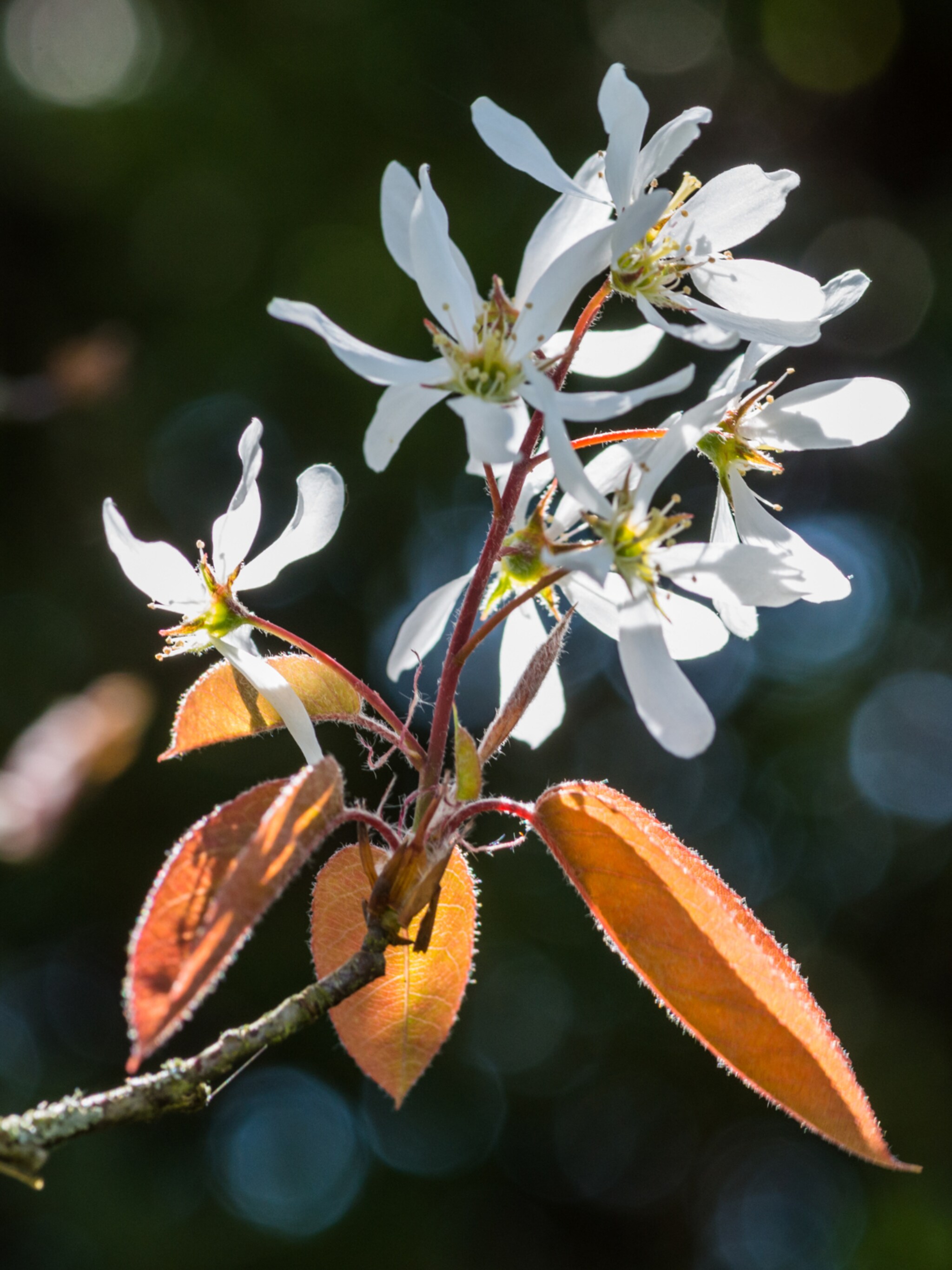 alles over amelanchier laevis ballerina