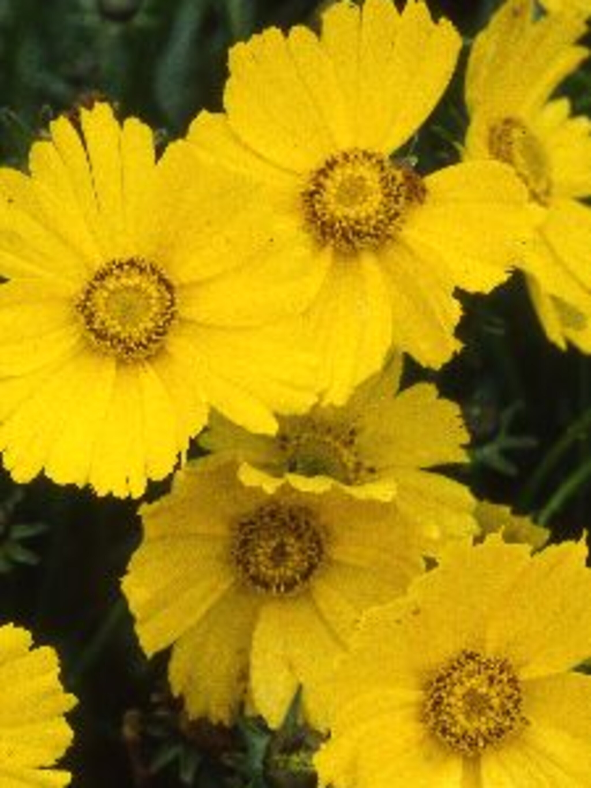 meisjesogen coreopsis lanceolata