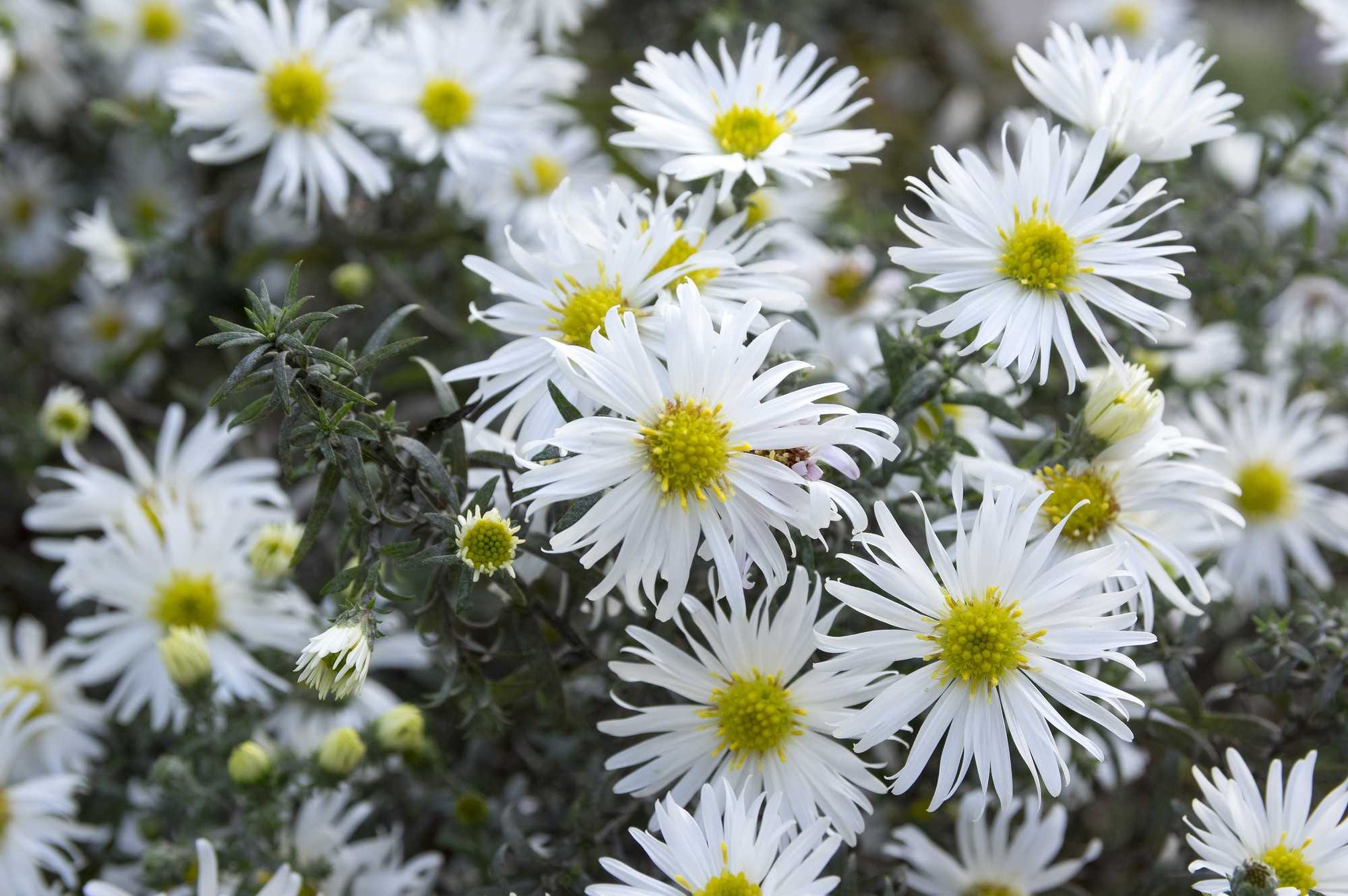 beeld vtwonen Shutterstock / Iva Vagnerova