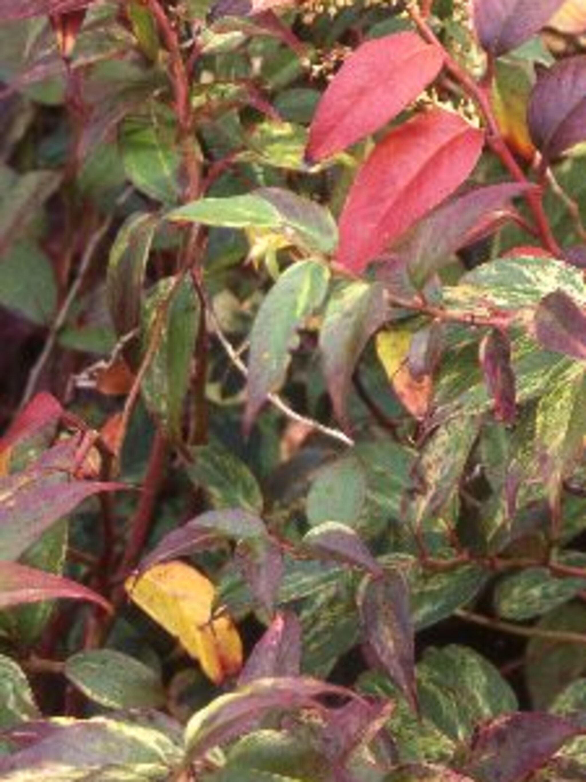 leucothoe rainbow