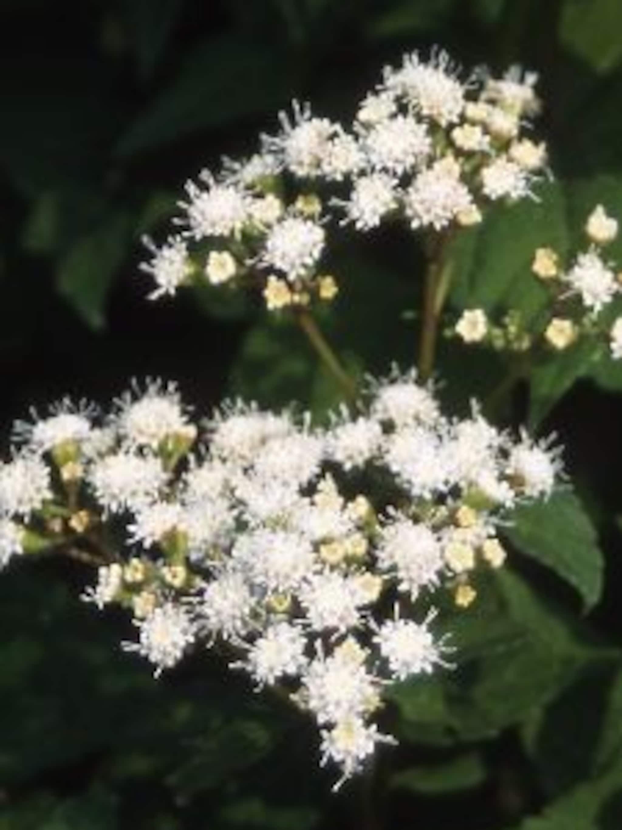 leverkruid eupatorium rugosum