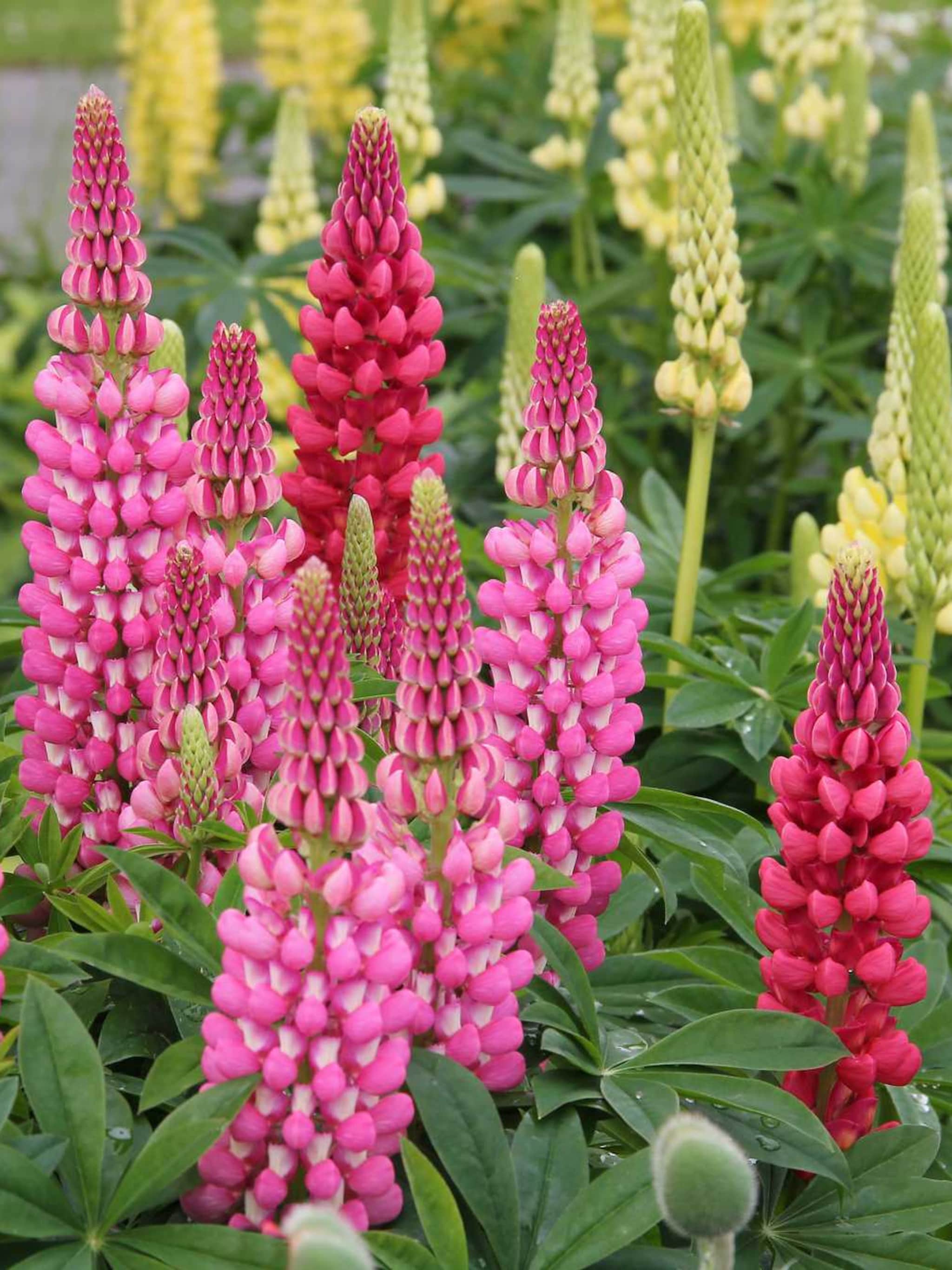 lupine