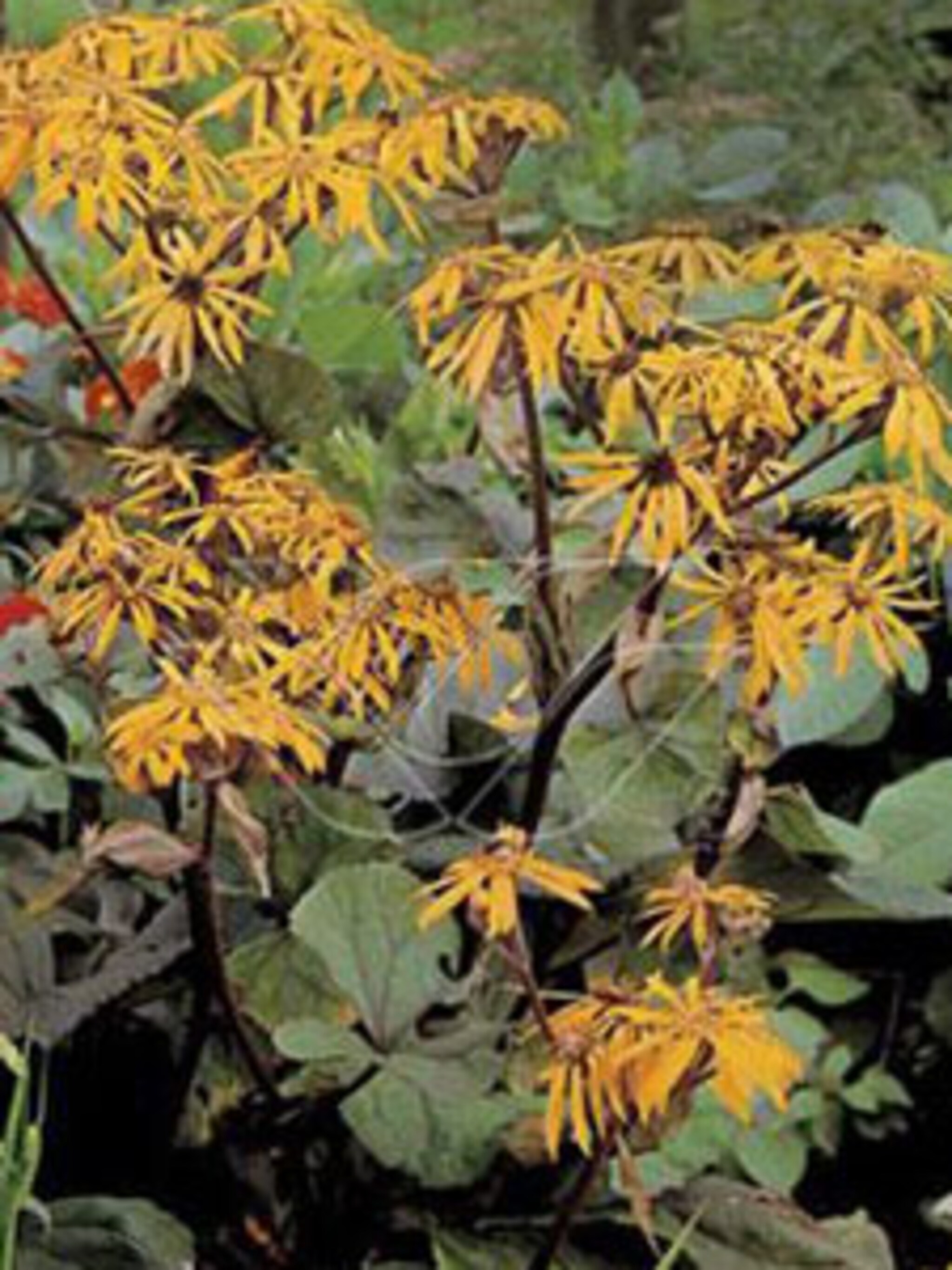 kruiskruid desdemona