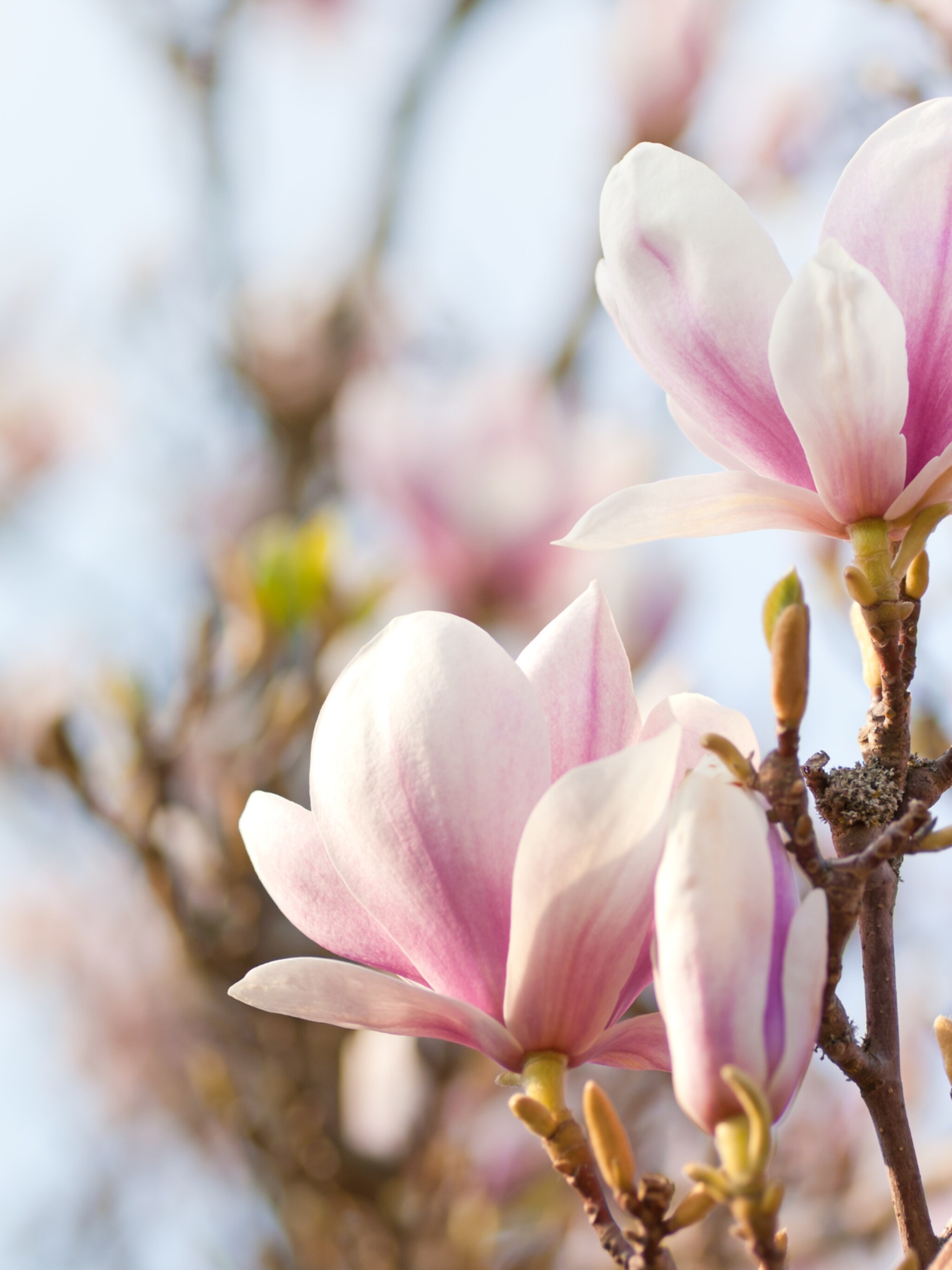 alles over de magnolia soulangeana