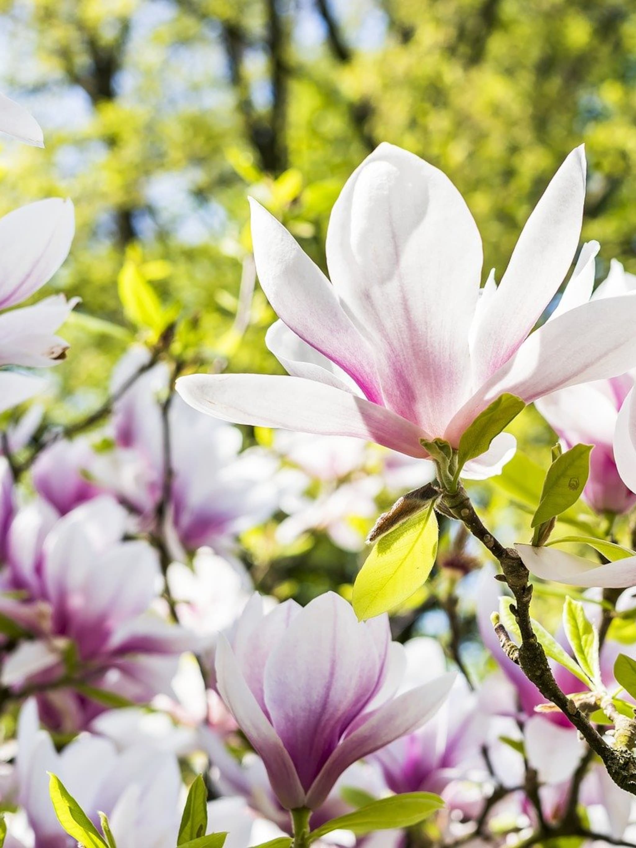 alles over magnolia