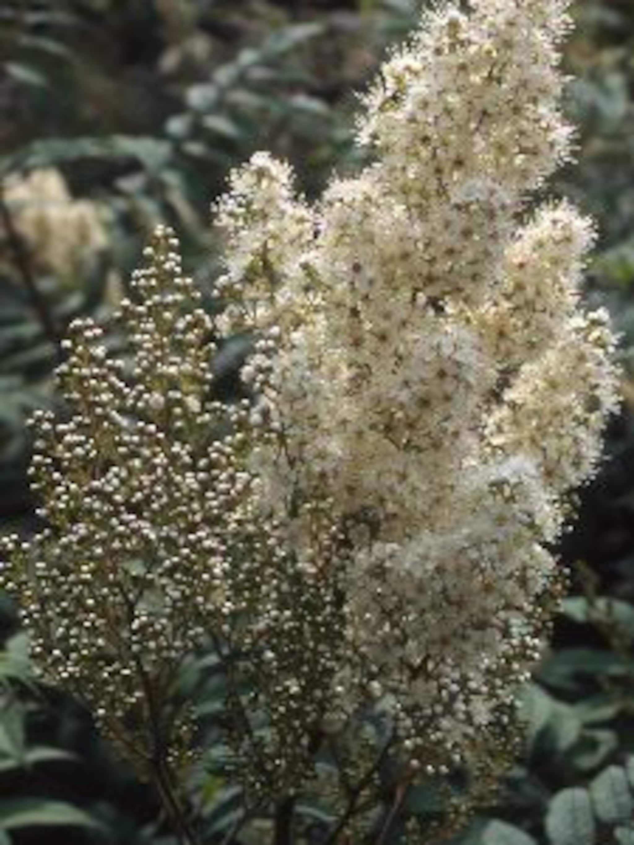 lijsterbesspirea