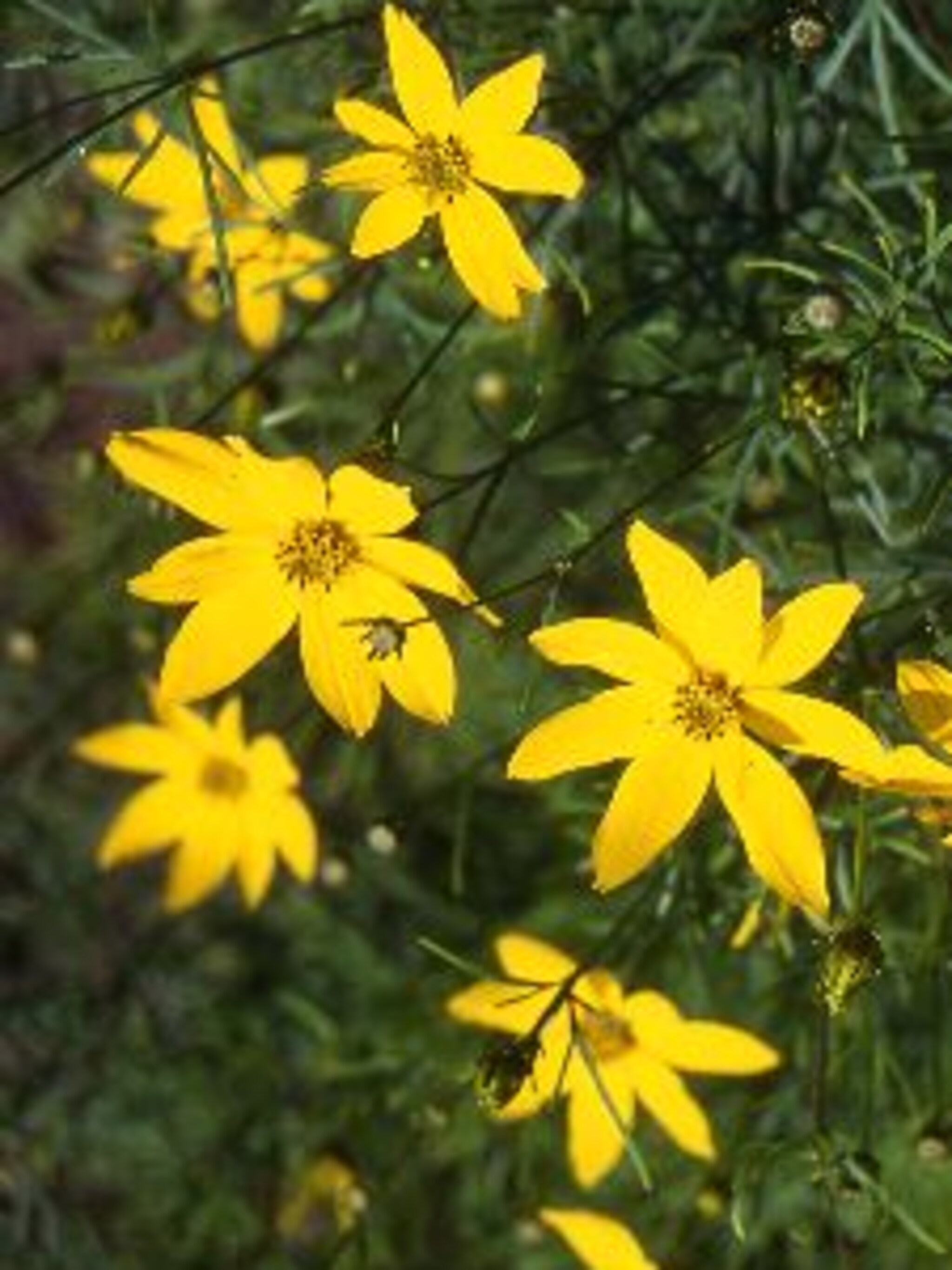 meisjesogen coreopsis verticillata