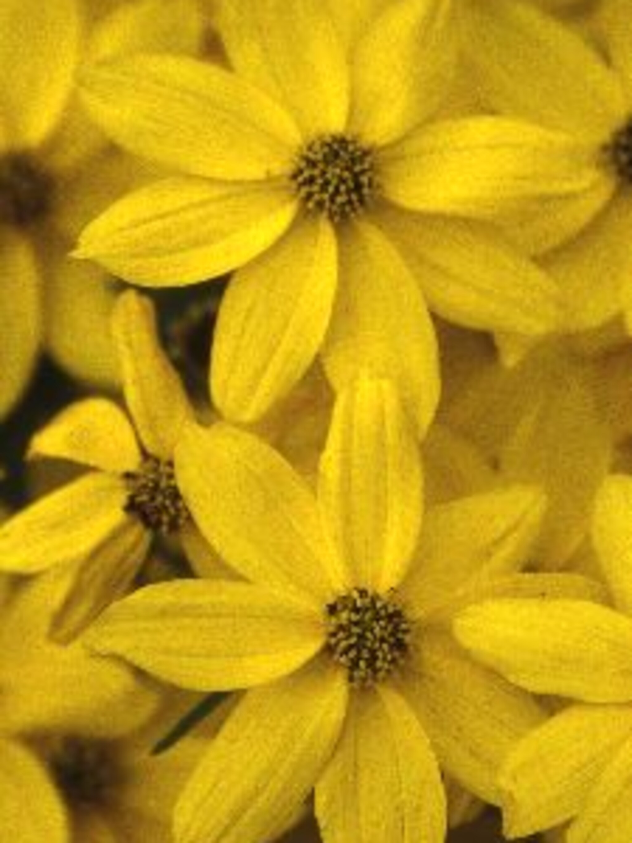meisjesogen grandiflora