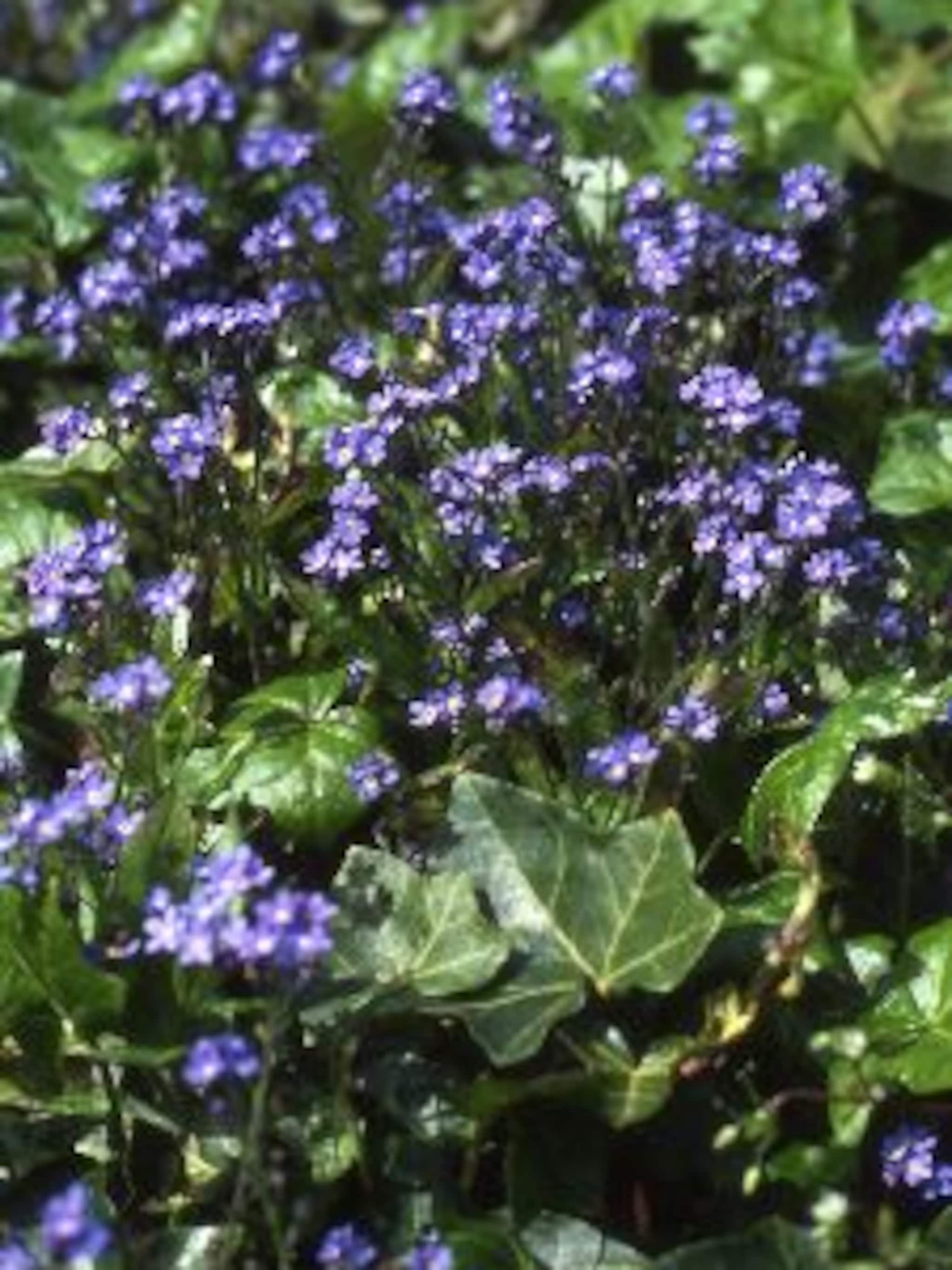 moerasvergeet mij nietje semperflorens