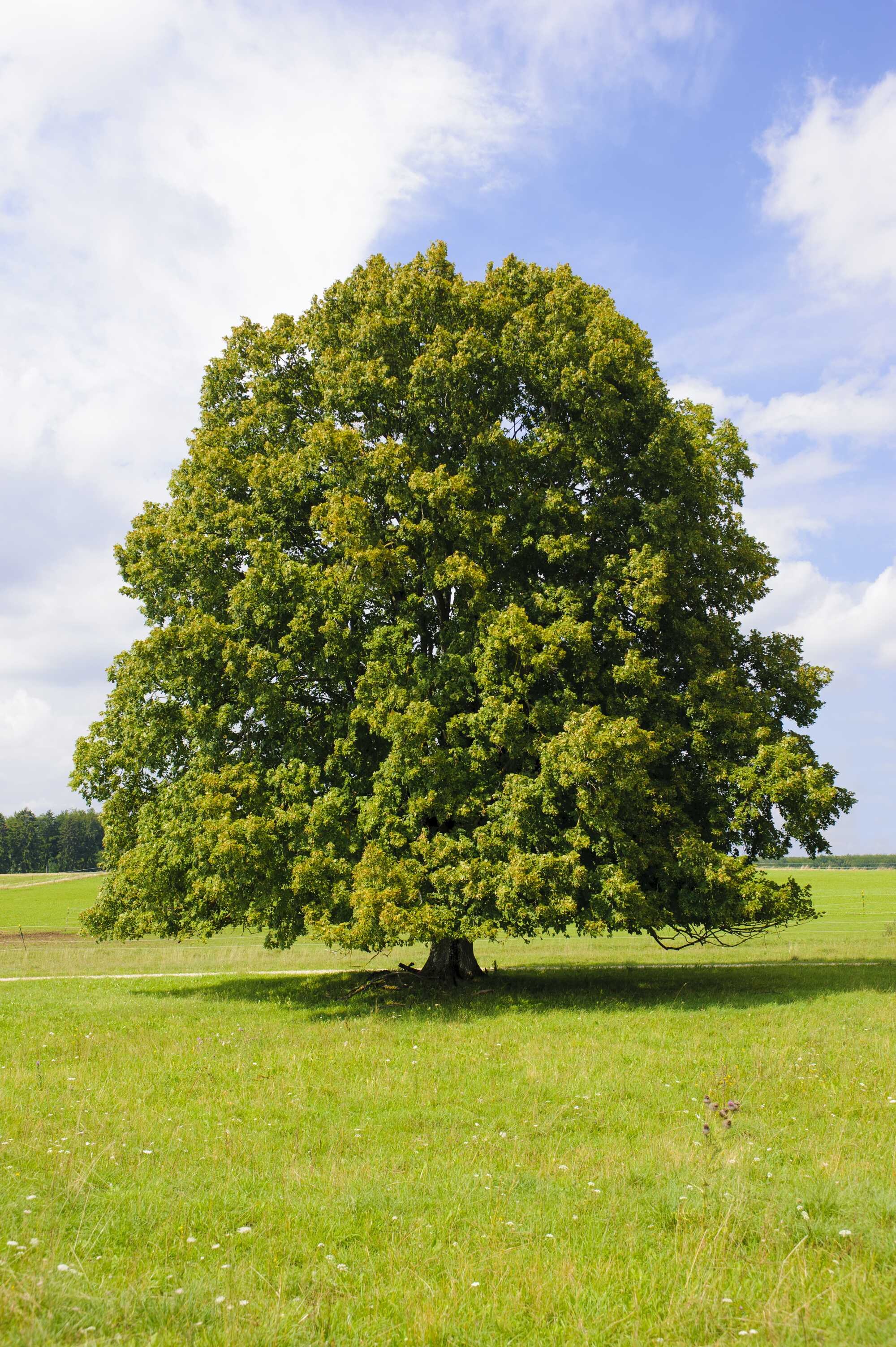 beeld vtwonen Shutterstock / Wolfilser