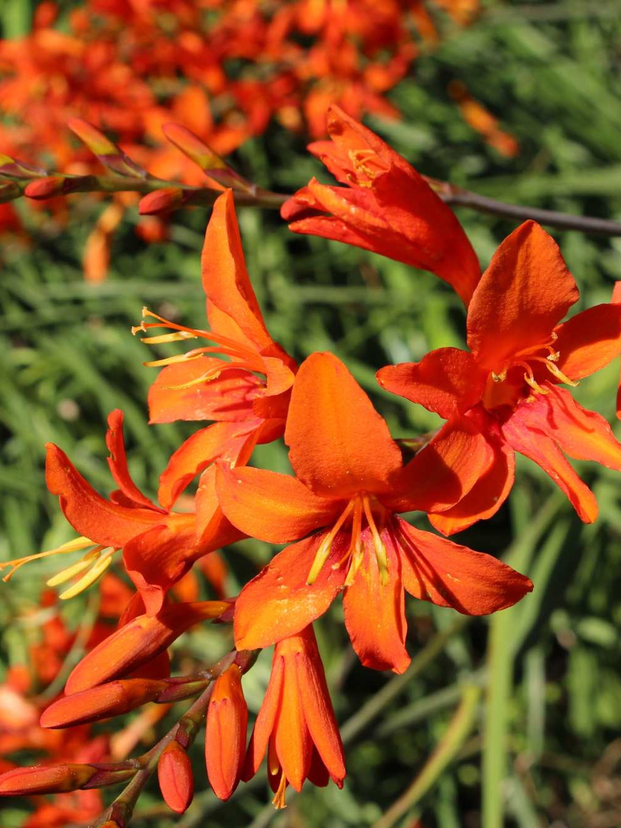 montbretia