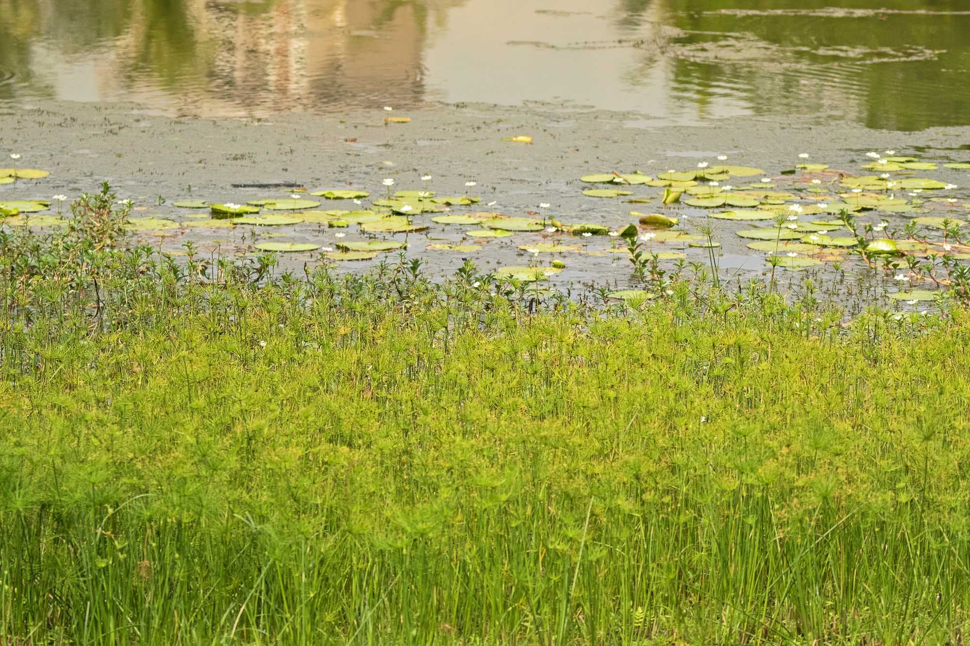 beeld vtwonen Shutterstock / sasimoto