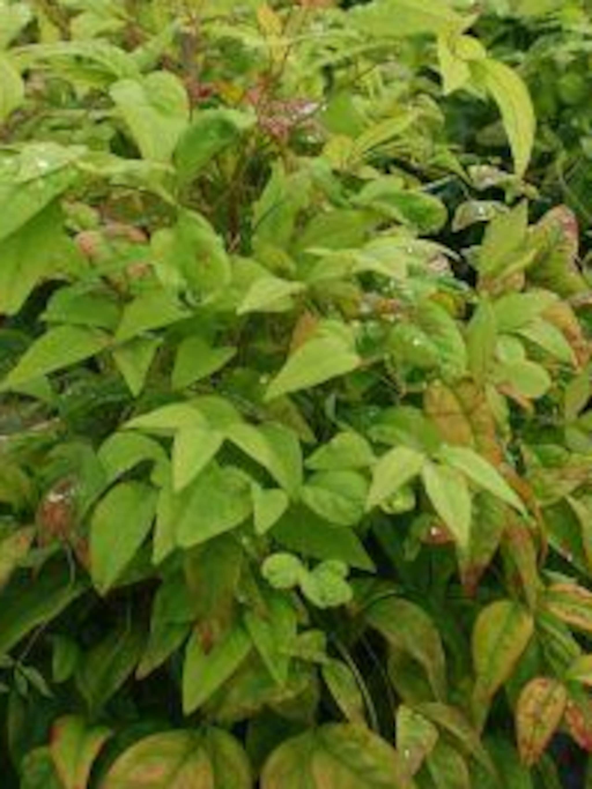 nandina firepower