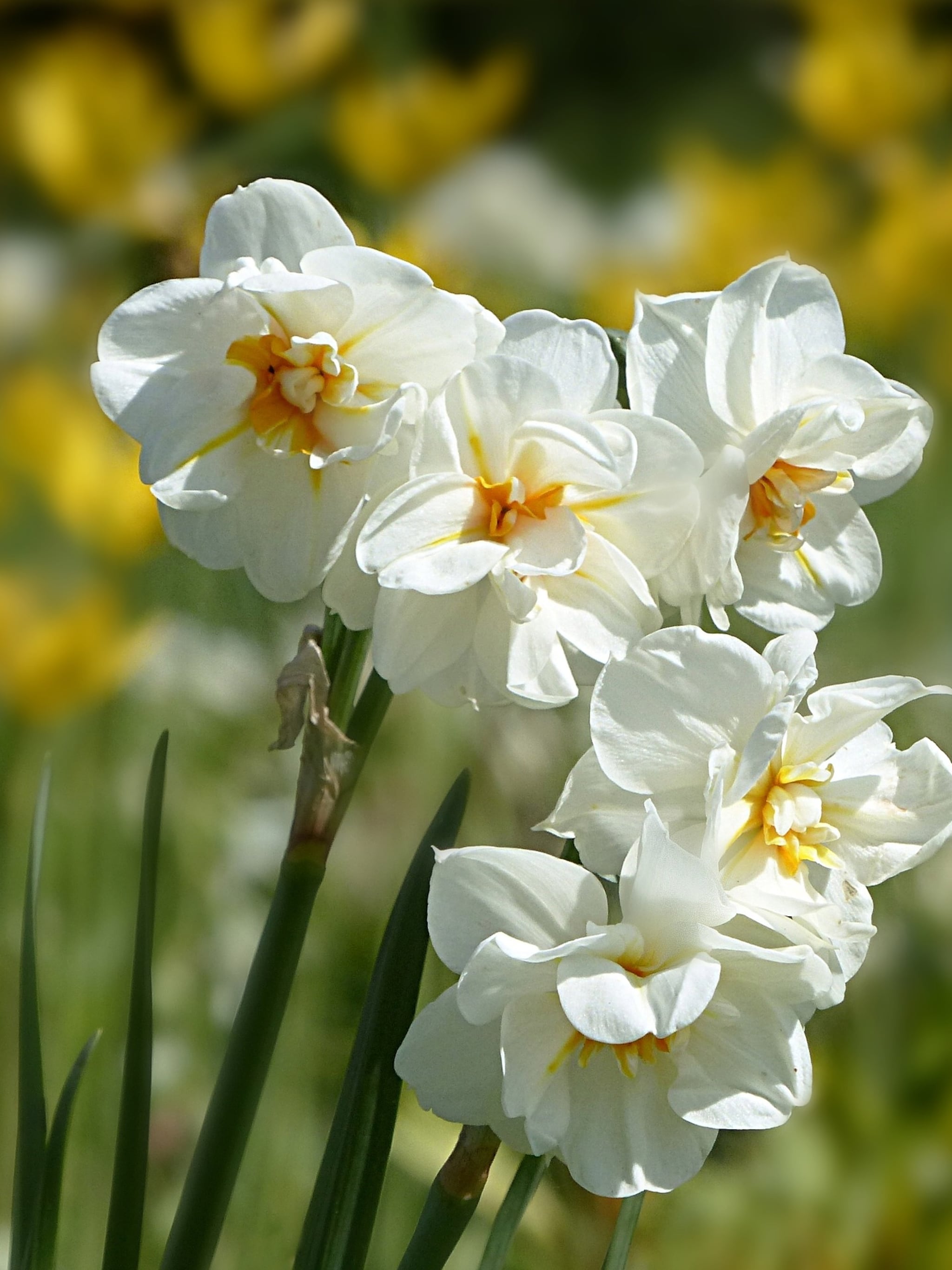 alles over de narcis