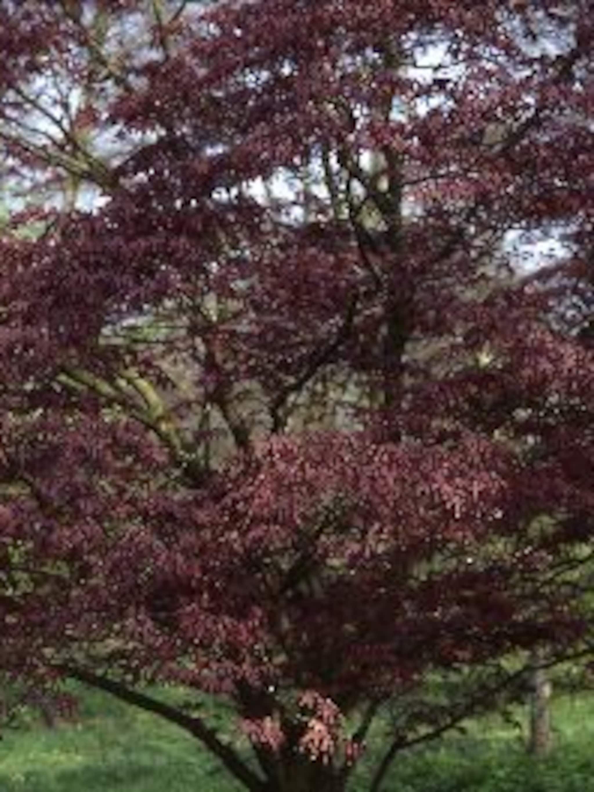 noorse esdoorn royal red
