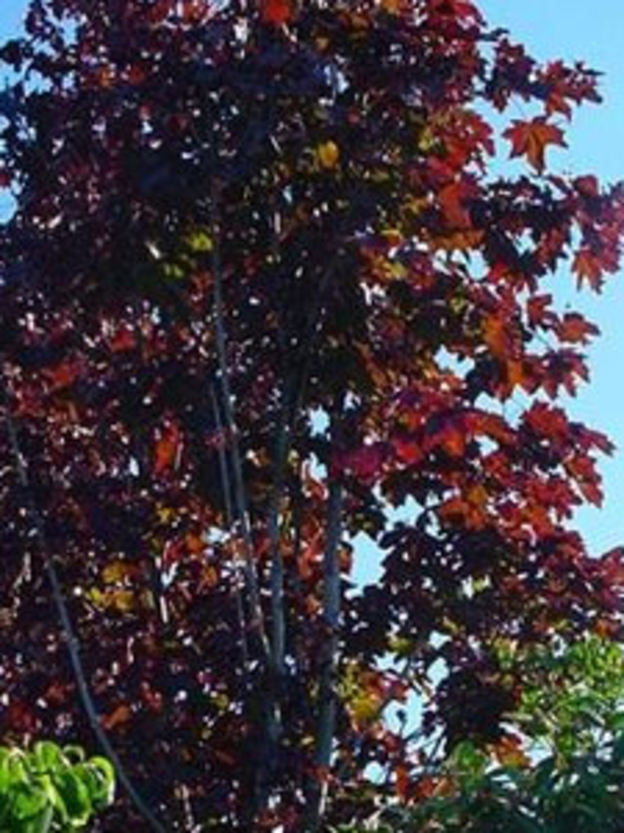noorse esdoorn crimson king