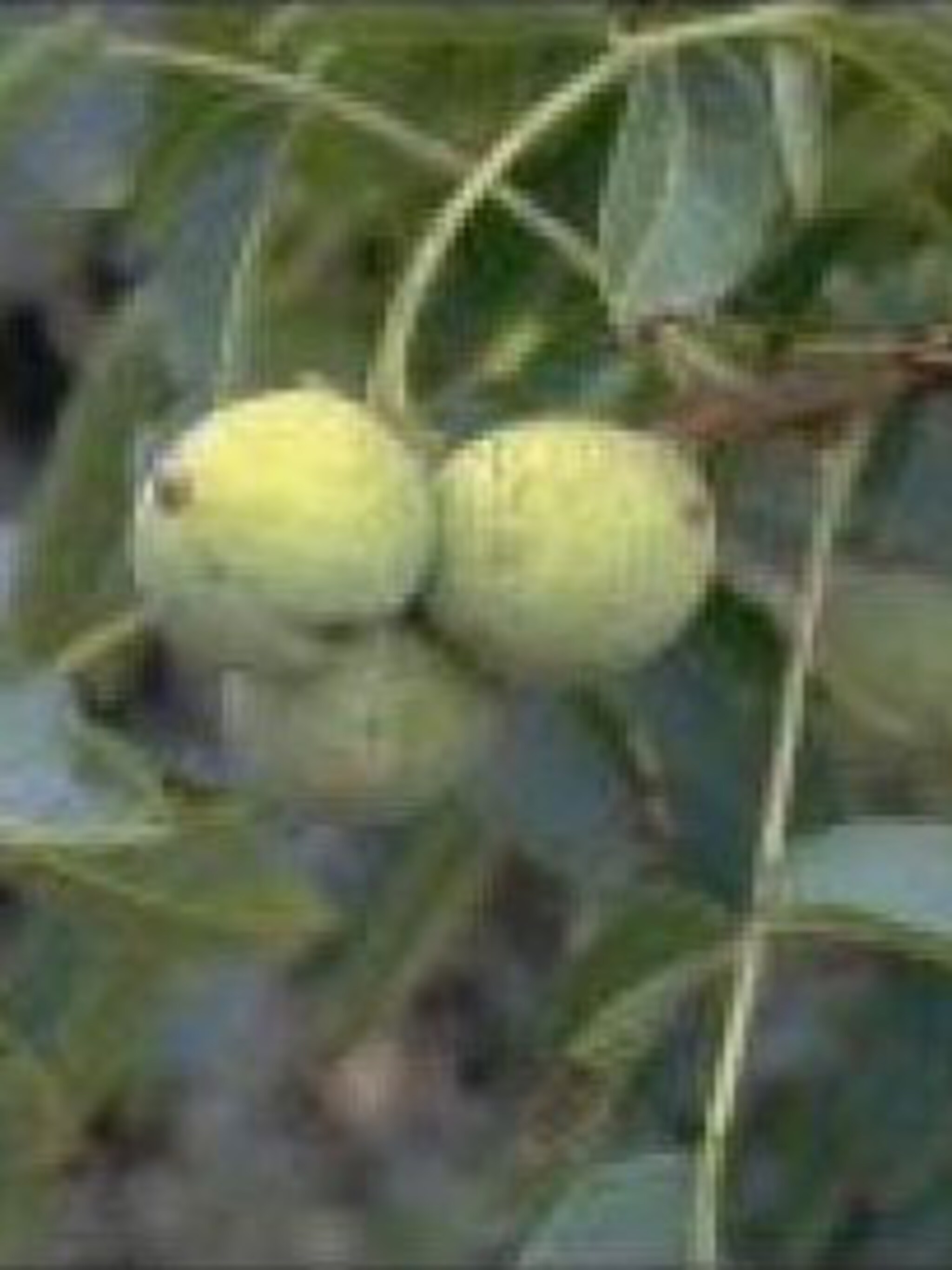 okkernoot juglans buccaneer
