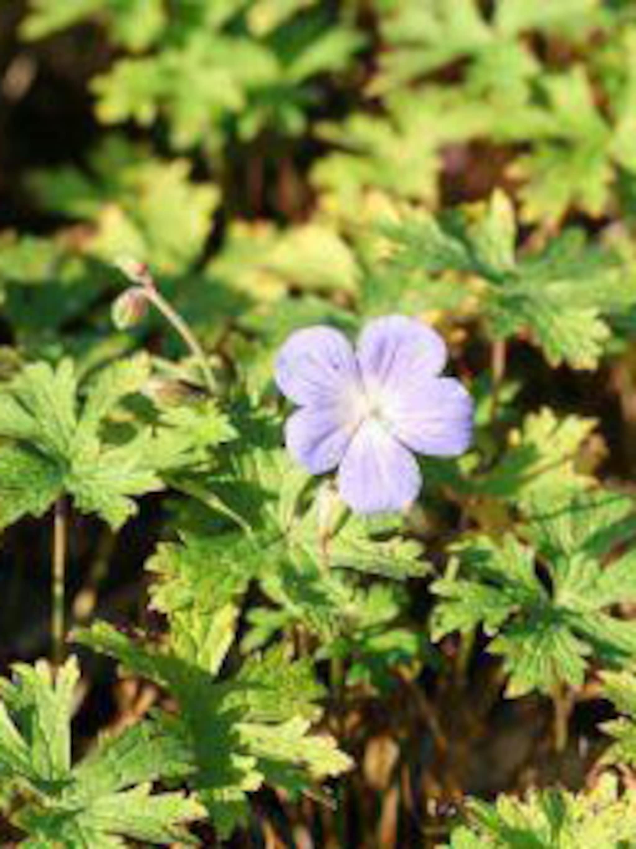 ooievaarsbek himalayense