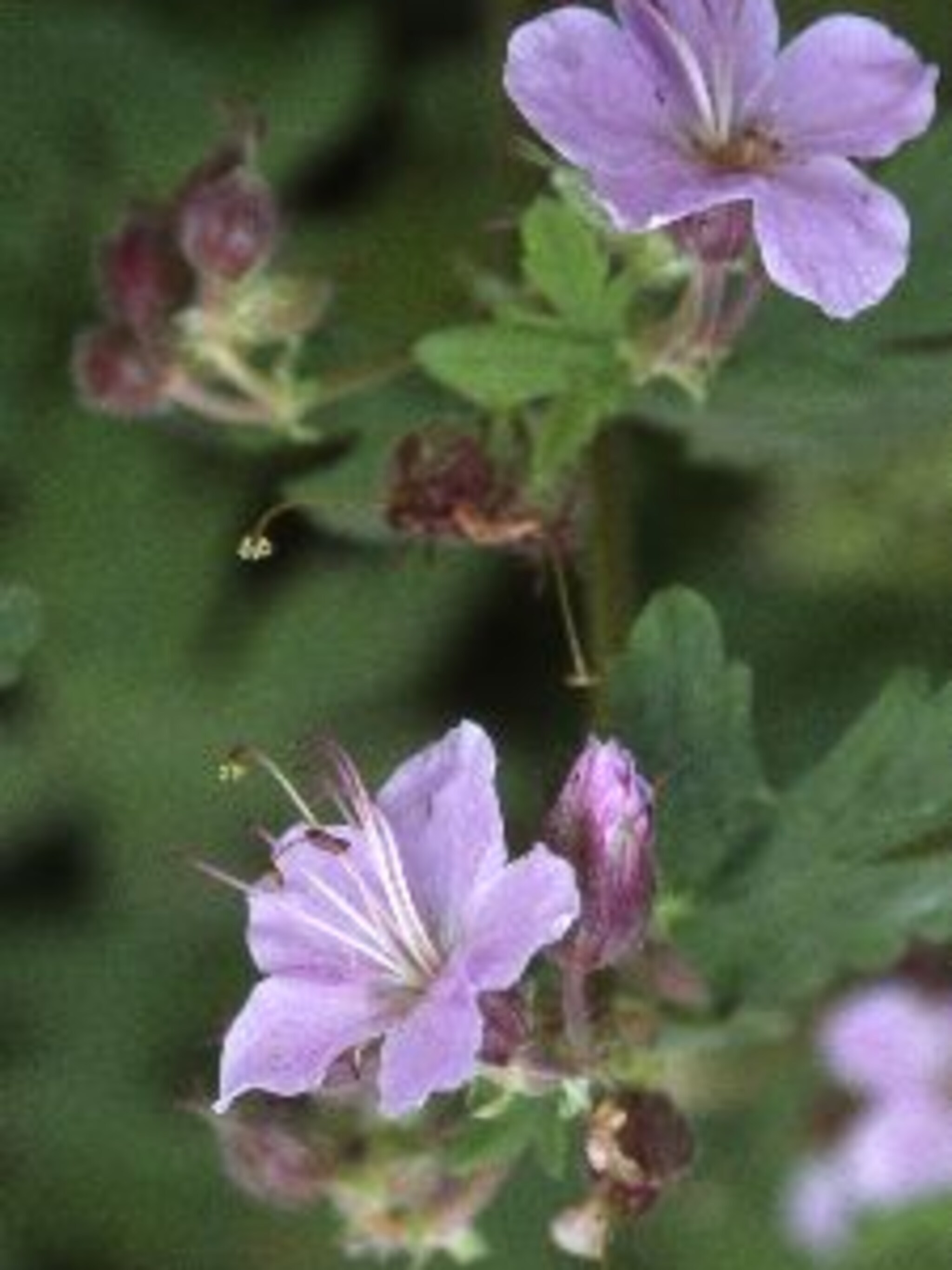 ooievaarsbek ingwersen s variety