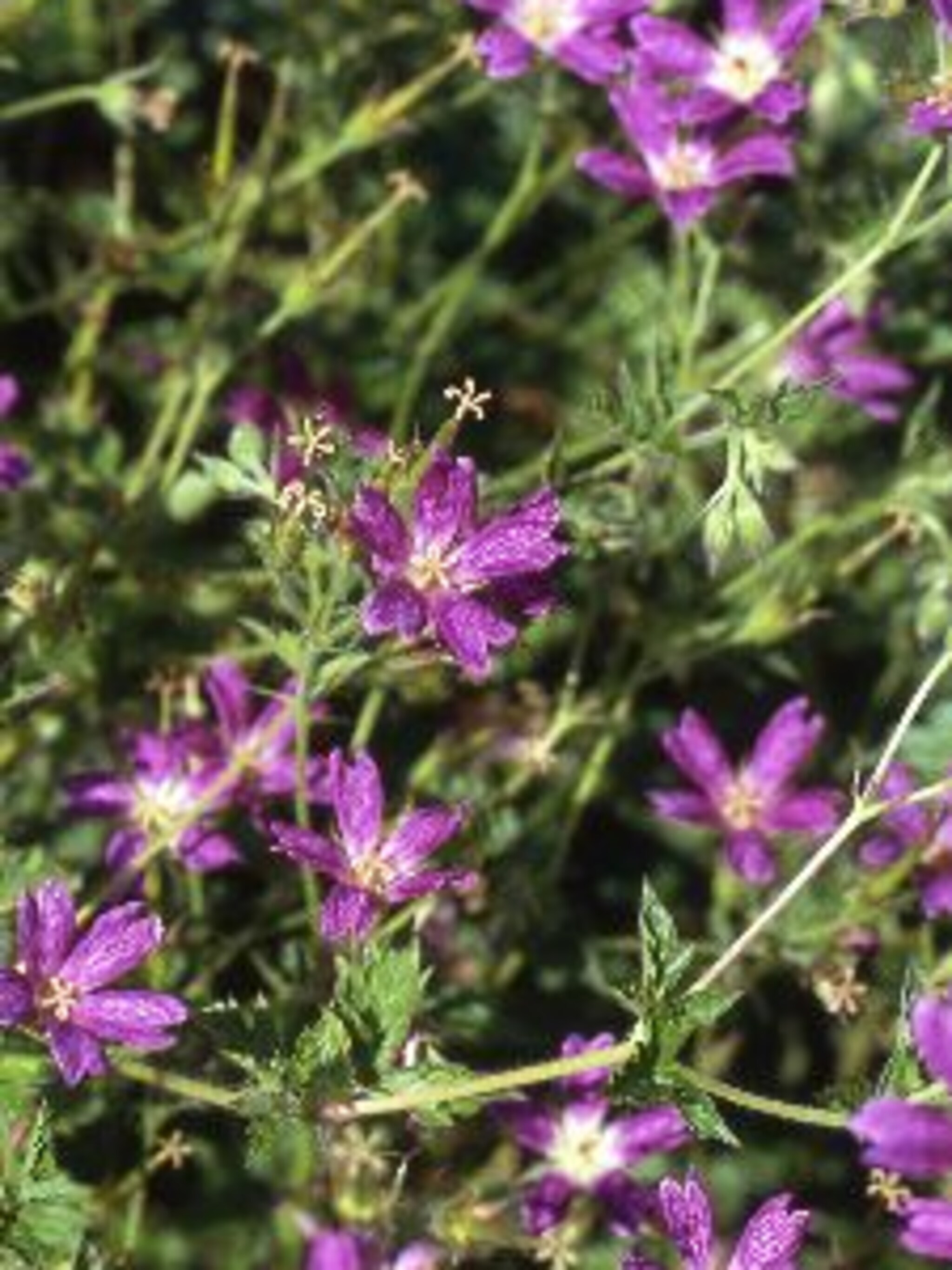 ooievaarsbek thurstonianum
