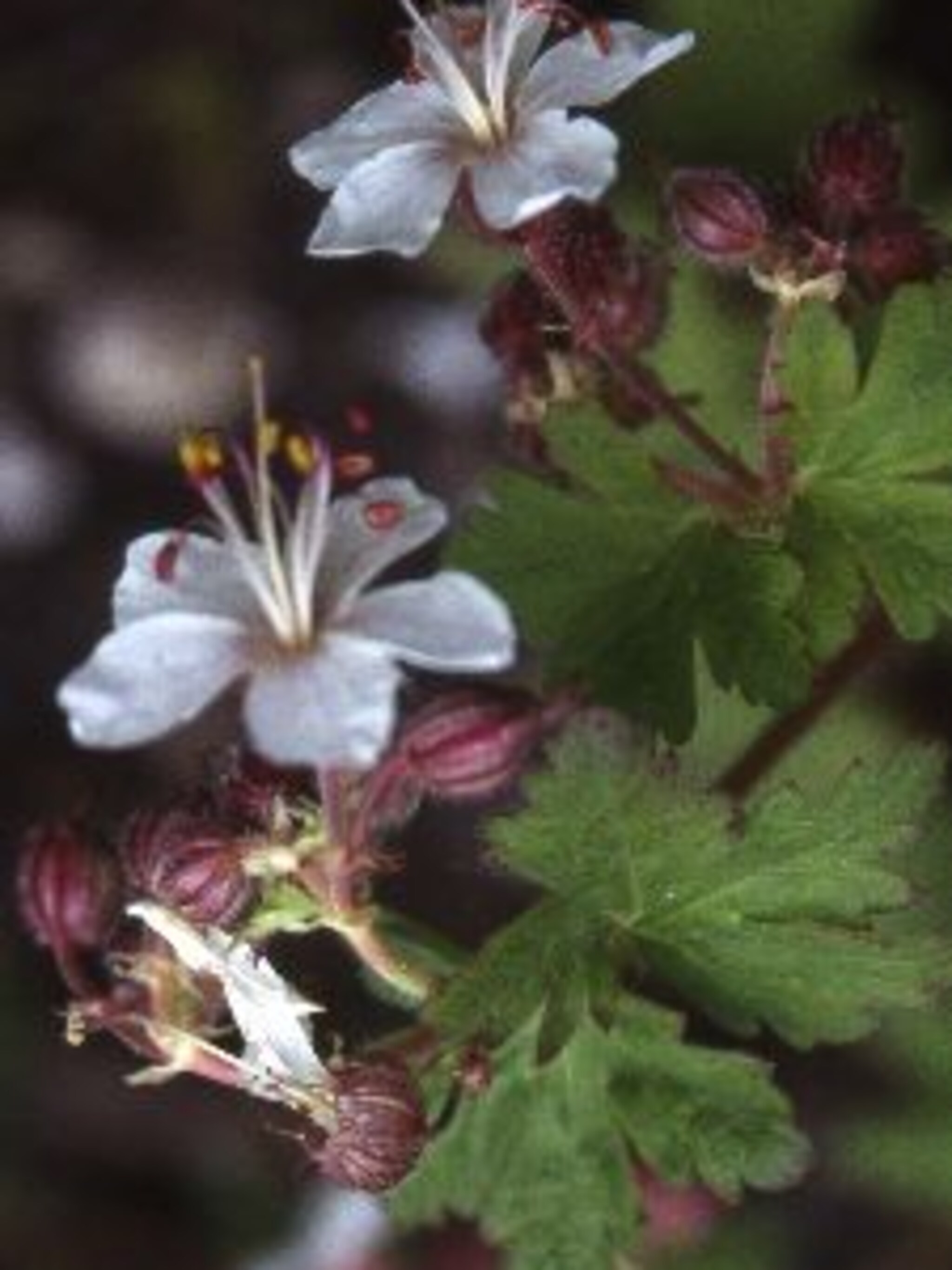 ooievaarsbek album