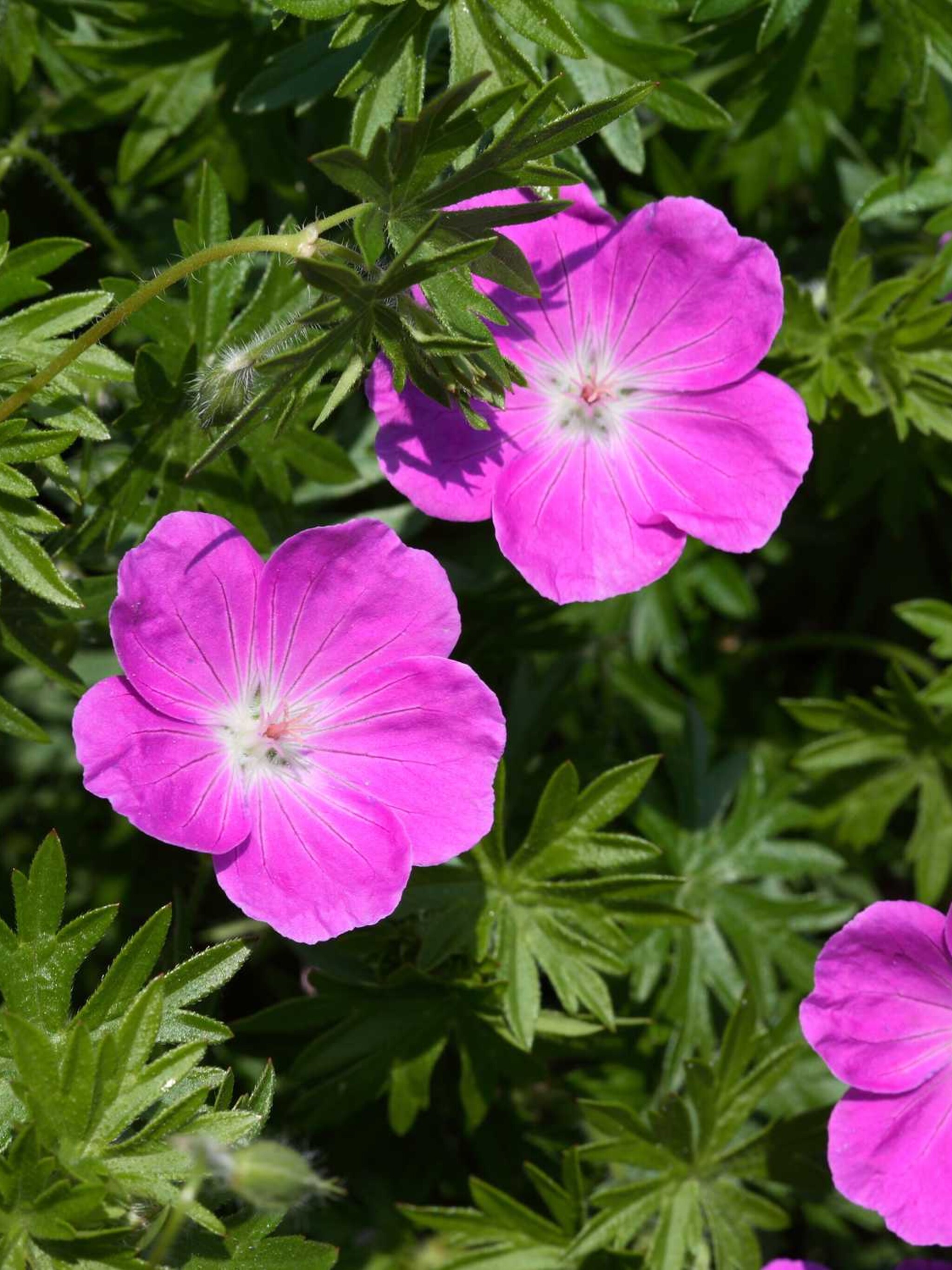 ooievaarsbek geranium oxonianum