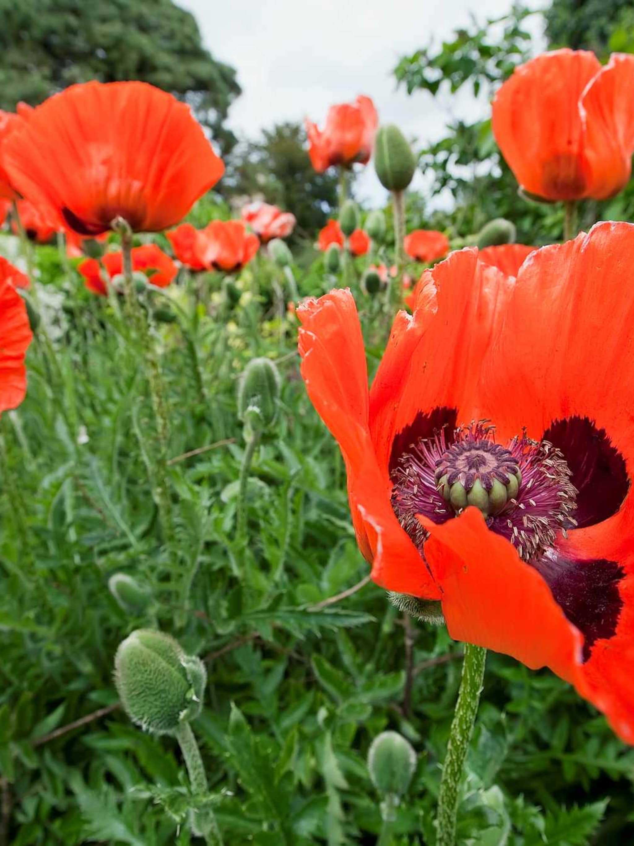 oosterse papaver rembrandt