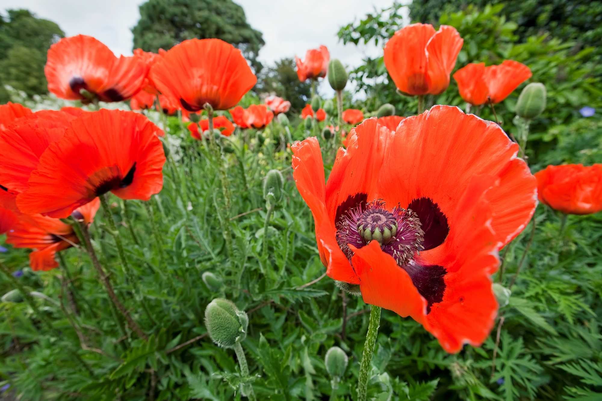 beeld vtwonen Shutterstock / Marcin Sylwia Ciesielski