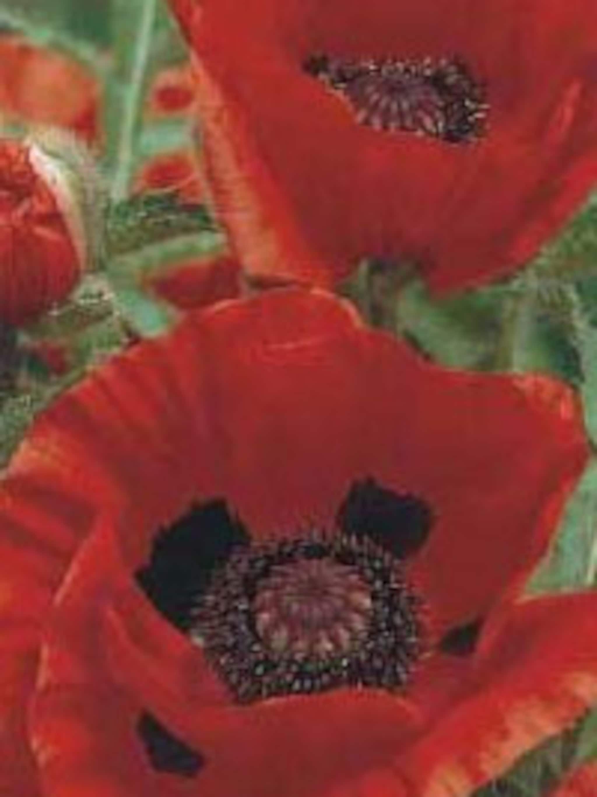 oosterse papaver
