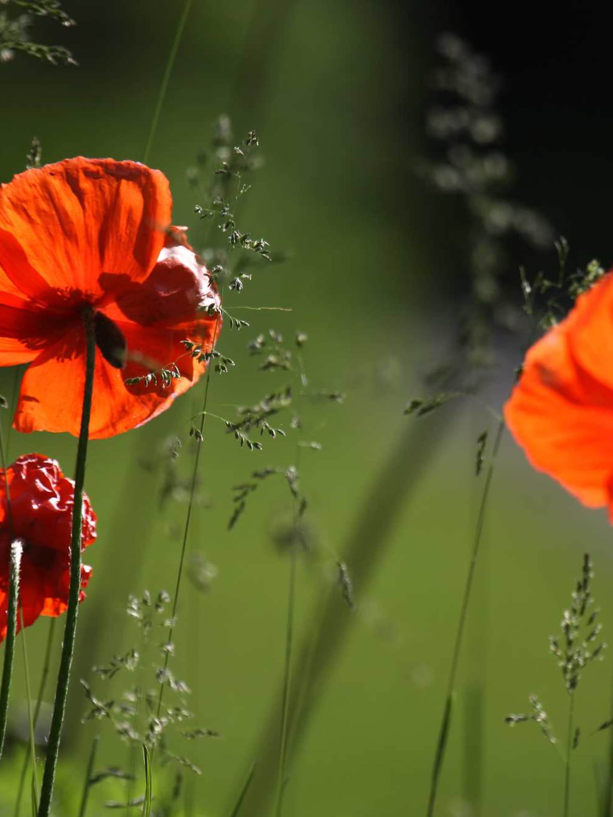 oosterse papaver pinnacle